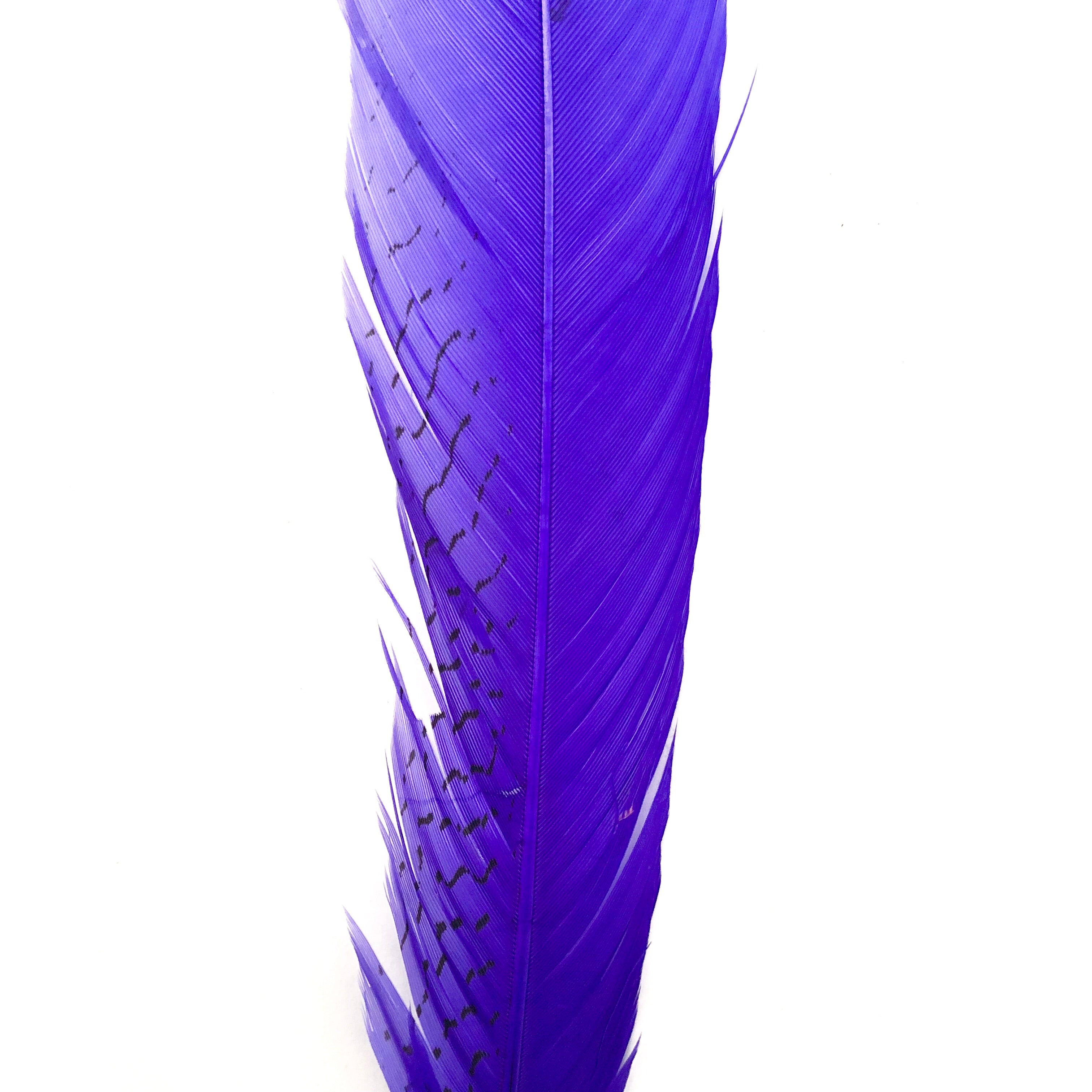 10" to 20" Silver Pheasant Tail Feather - Purple