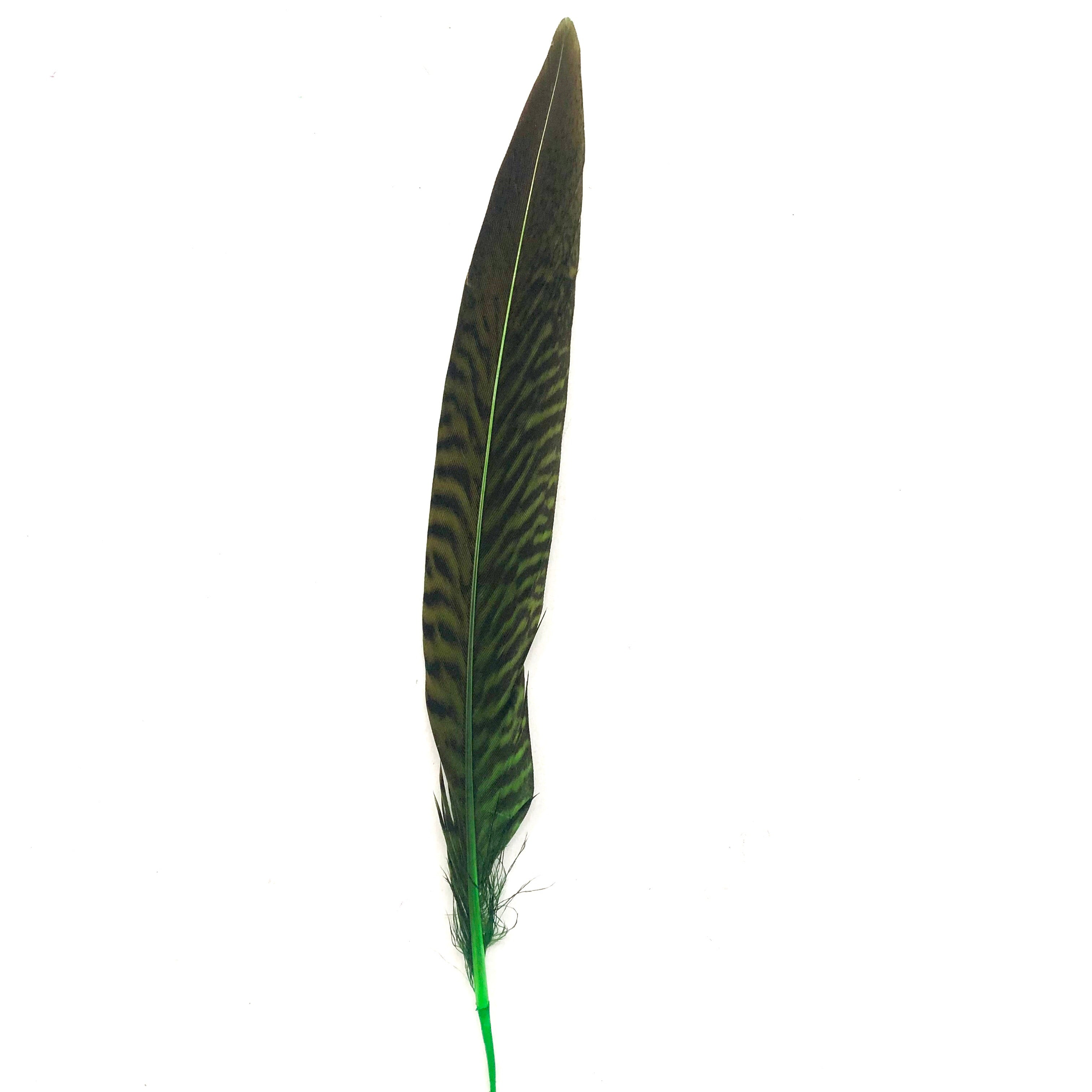 6" to 10" Golden Pheasant Side Tail Feather x 10 pcs - Lime Green
