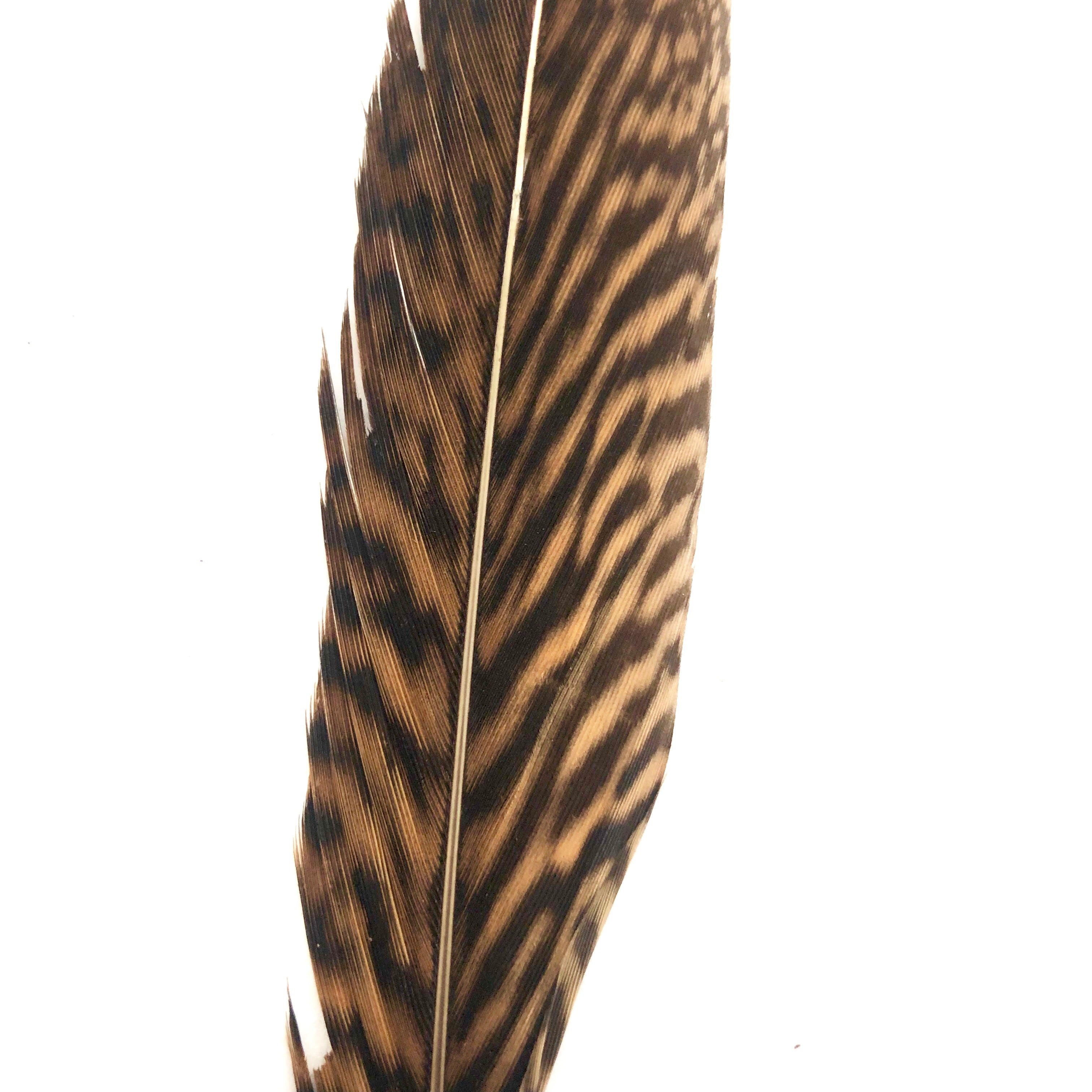 6" to 10" Golden Pheasant Side Tail Feather x 10 pcs - Natural