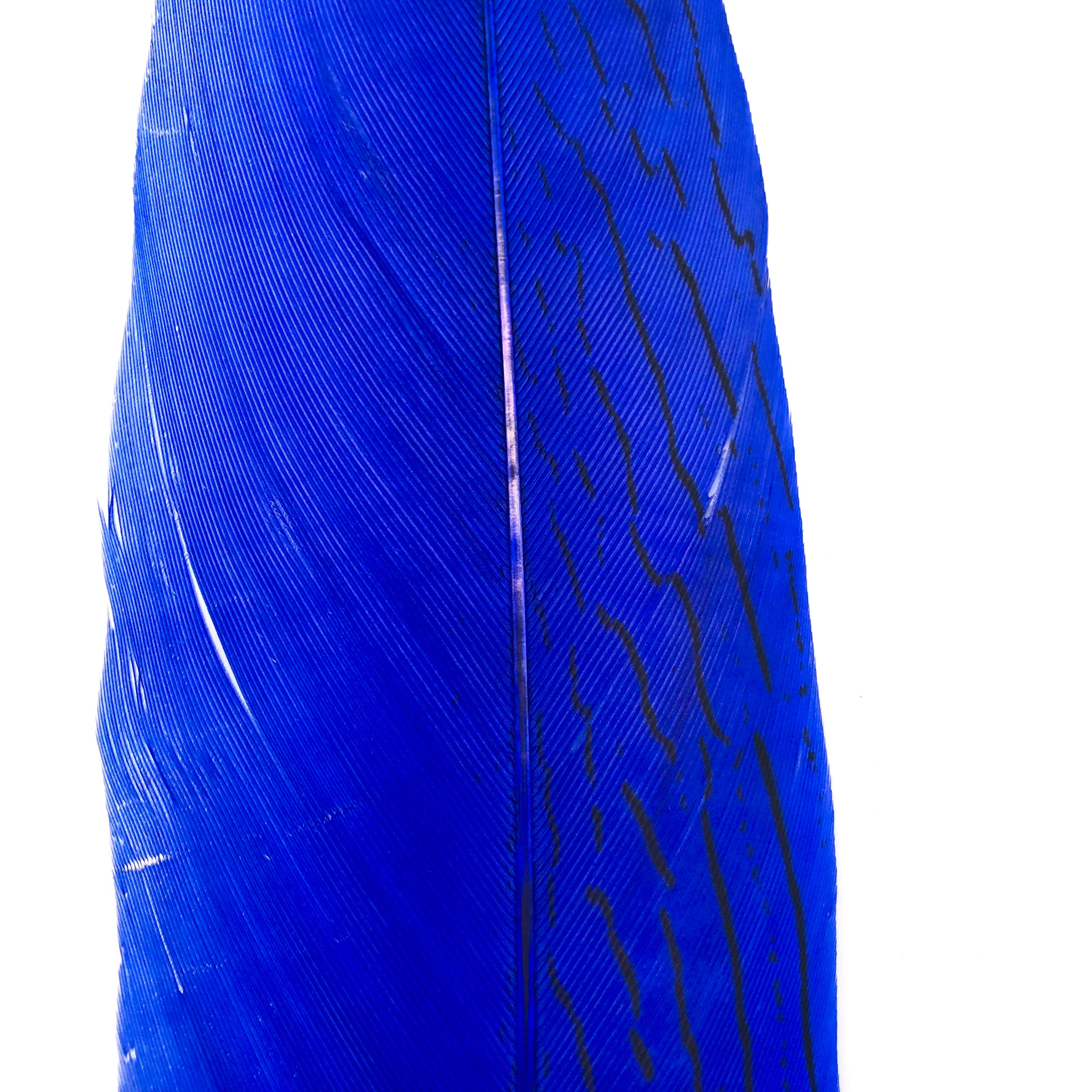 6" to 10" Silver Pheasant Tail Feather - Royal Blue