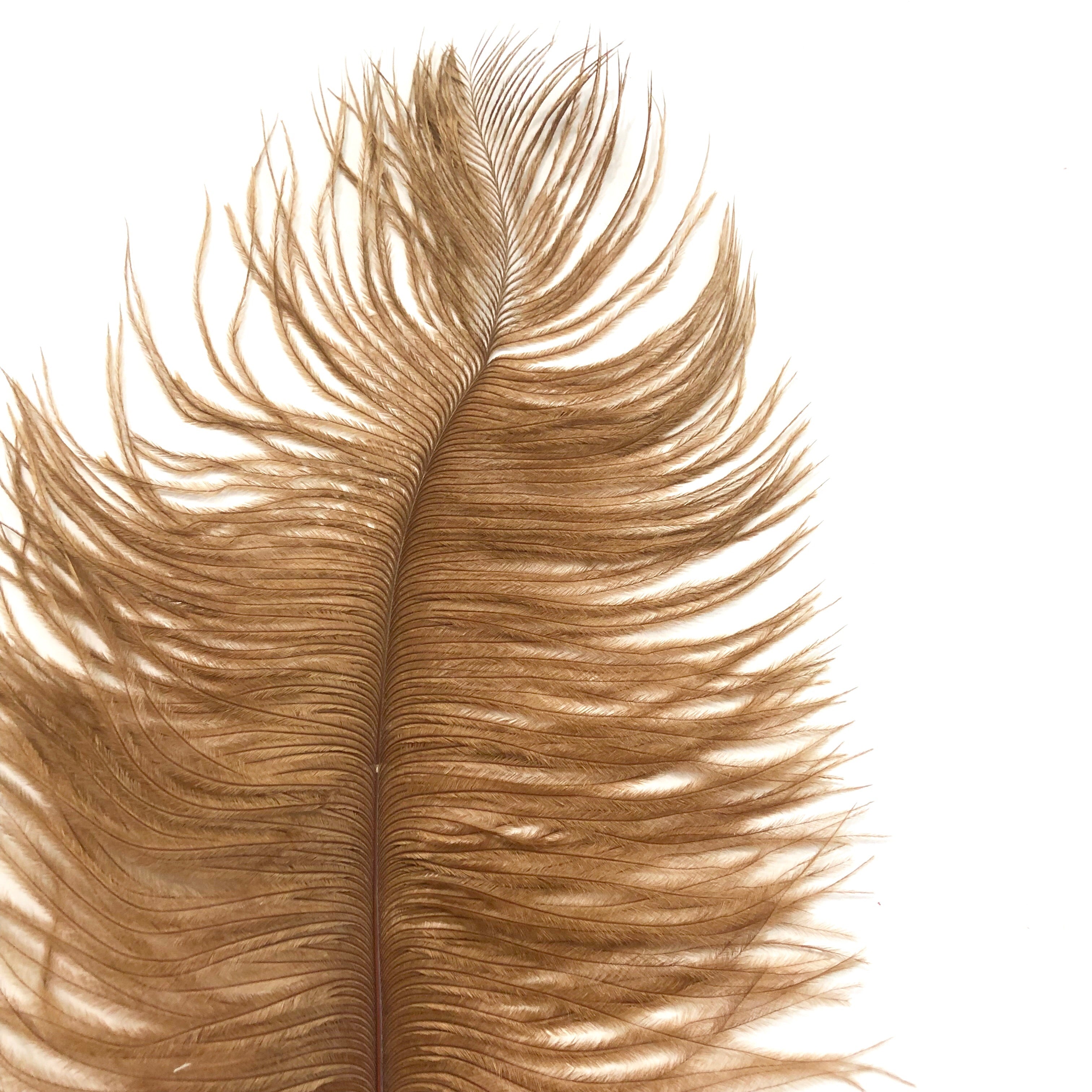 Ostrich Drab Feather 27-32cm - Rust Brown