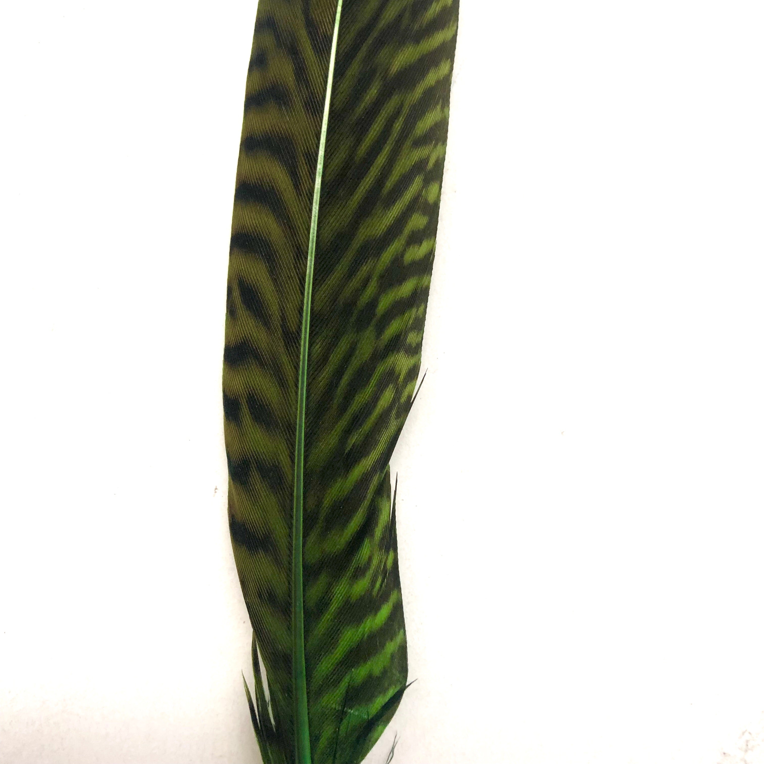 6" to 10" Golden Pheasant Side Tail Feather x 10 pcs - Lime Green