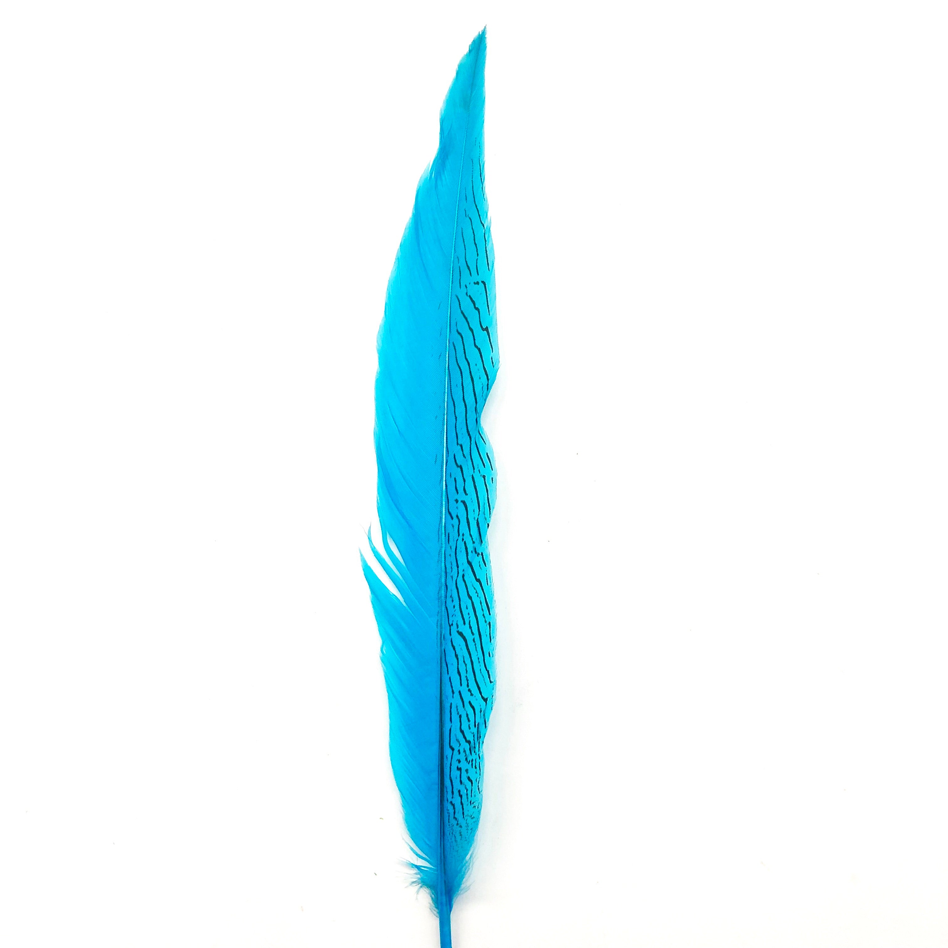 6" to 10" Silver Pheasant Tail Feather - Turquoise