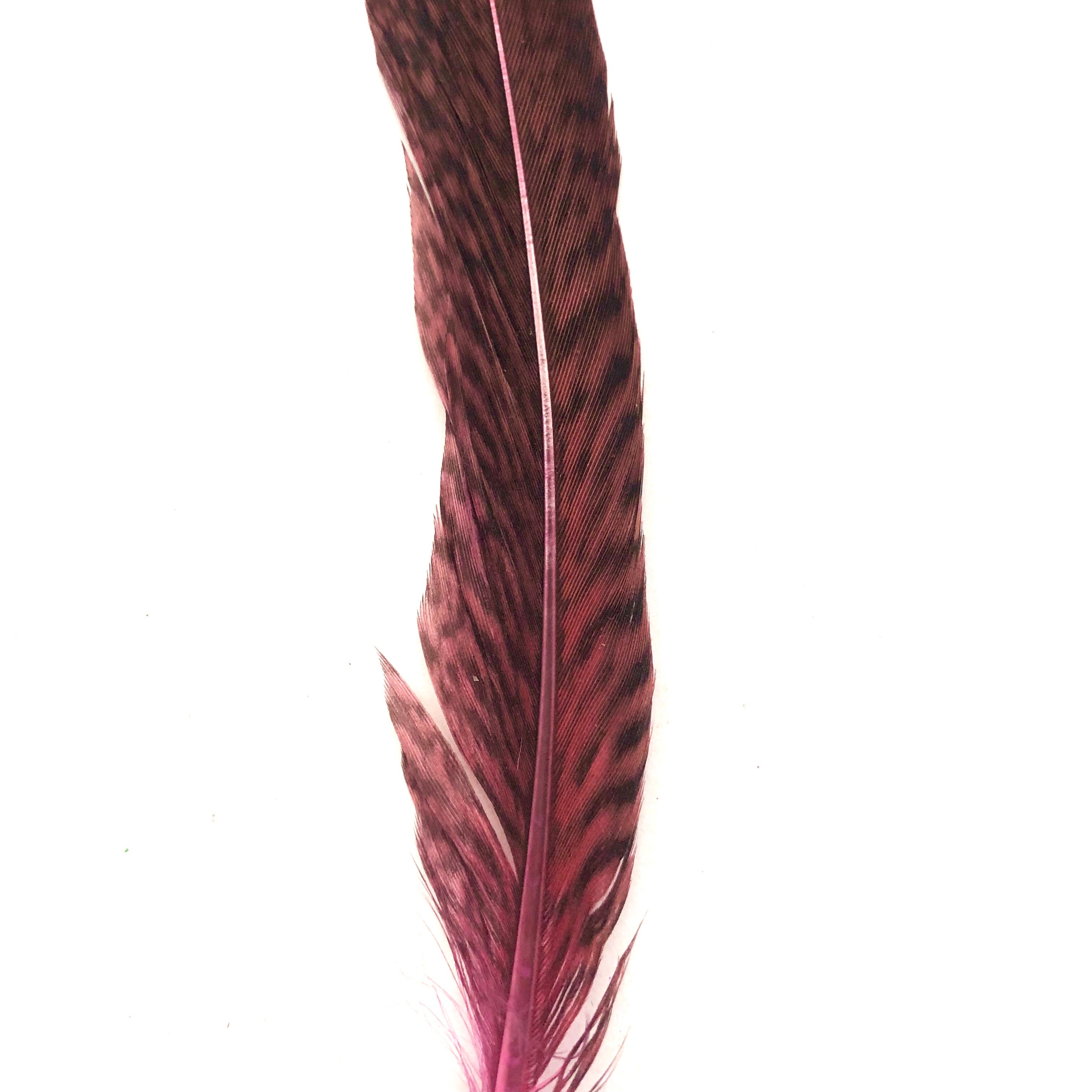 Under 6" Golden Pheasant Side Tail Feather x 10 pcs - Hot Pink