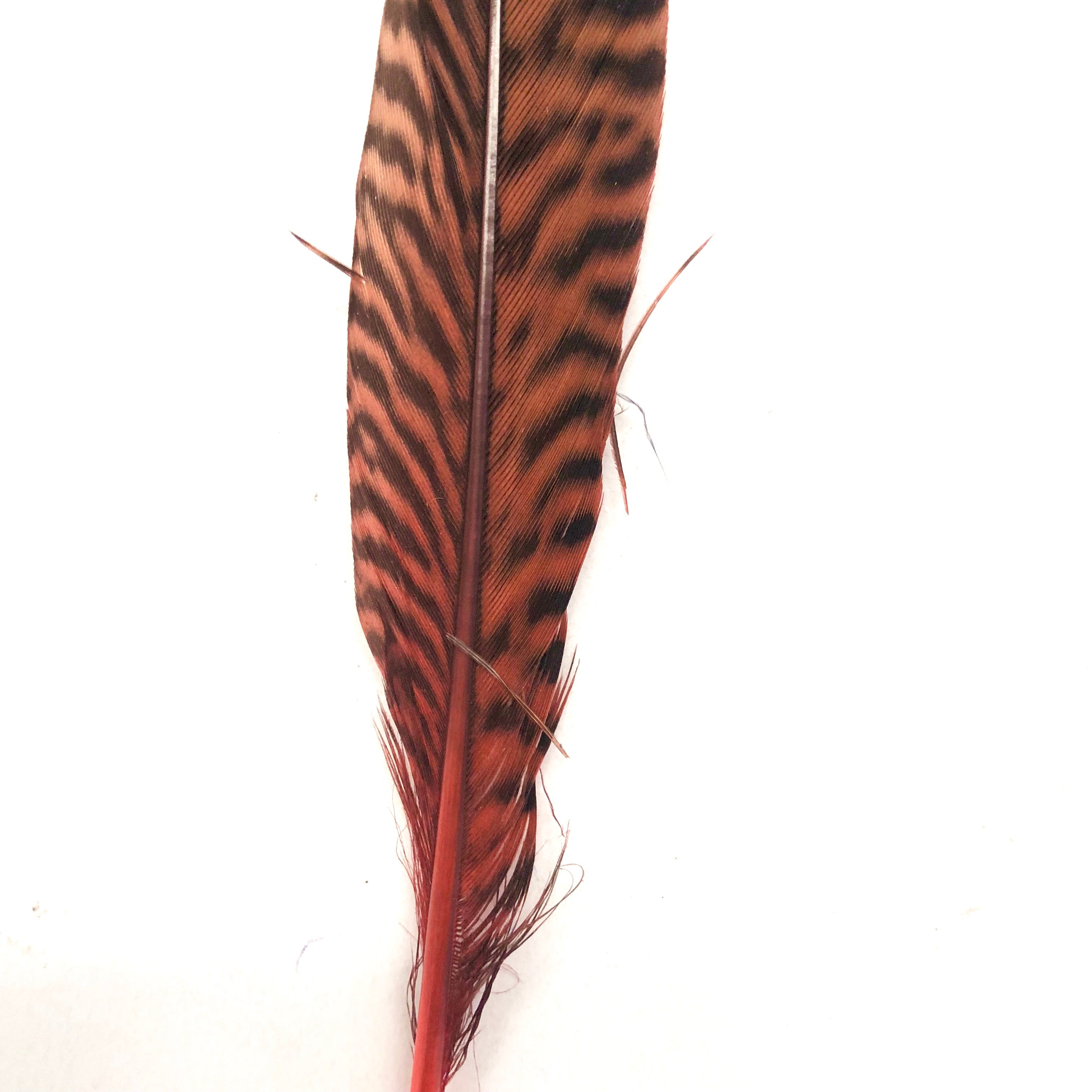 6" to 10" Golden Pheasant Side Tail Feather x 10 pcs - Dusty Pink