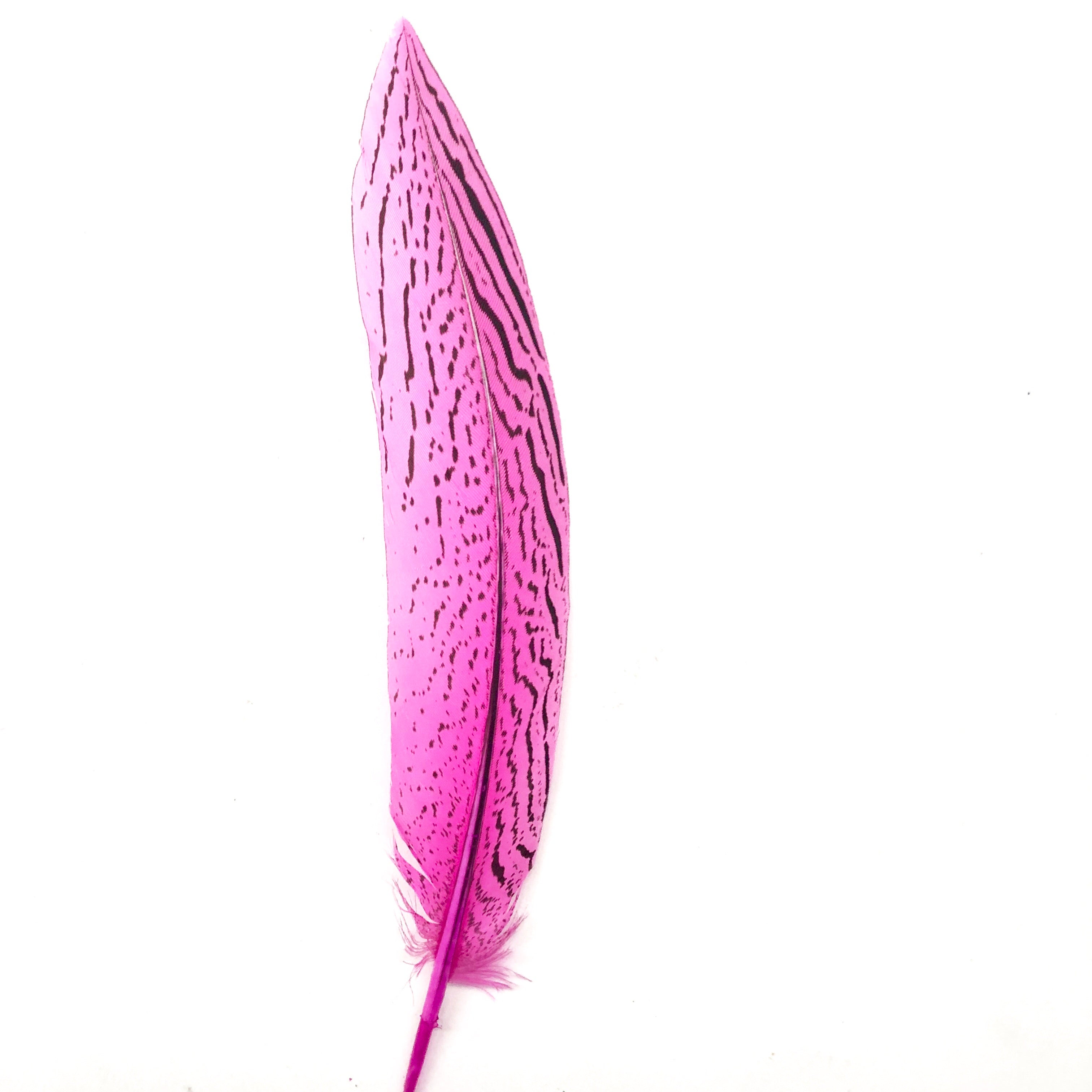 6" to 10" Silver Pheasant Tail Feather - Hot Pink