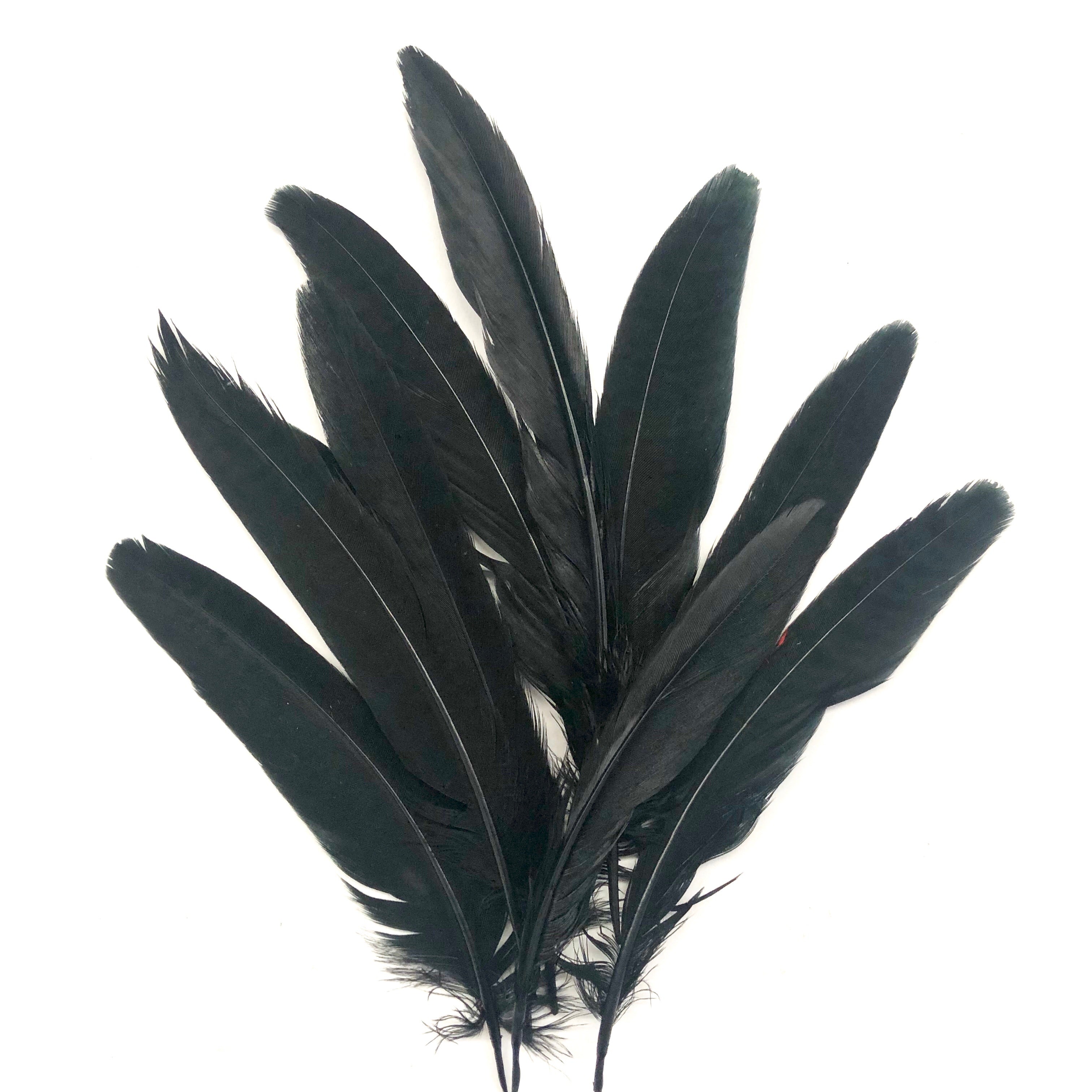 Under 6" Golden Pheasant Side Tail Feather x 10 pcs - Black