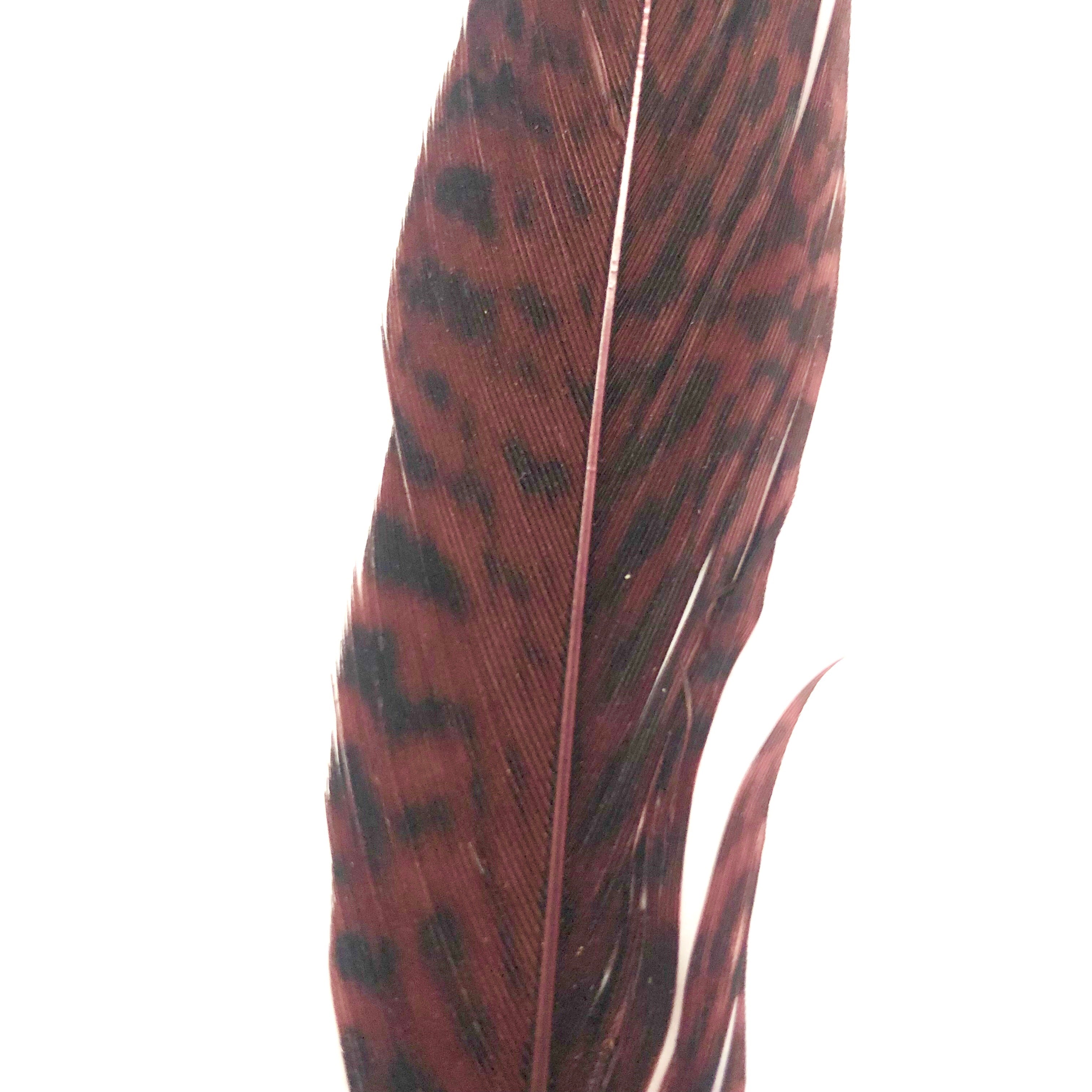 6" to 10" Golden Pheasant Side Tail Feather x 10 pcs - Chocolate Brown