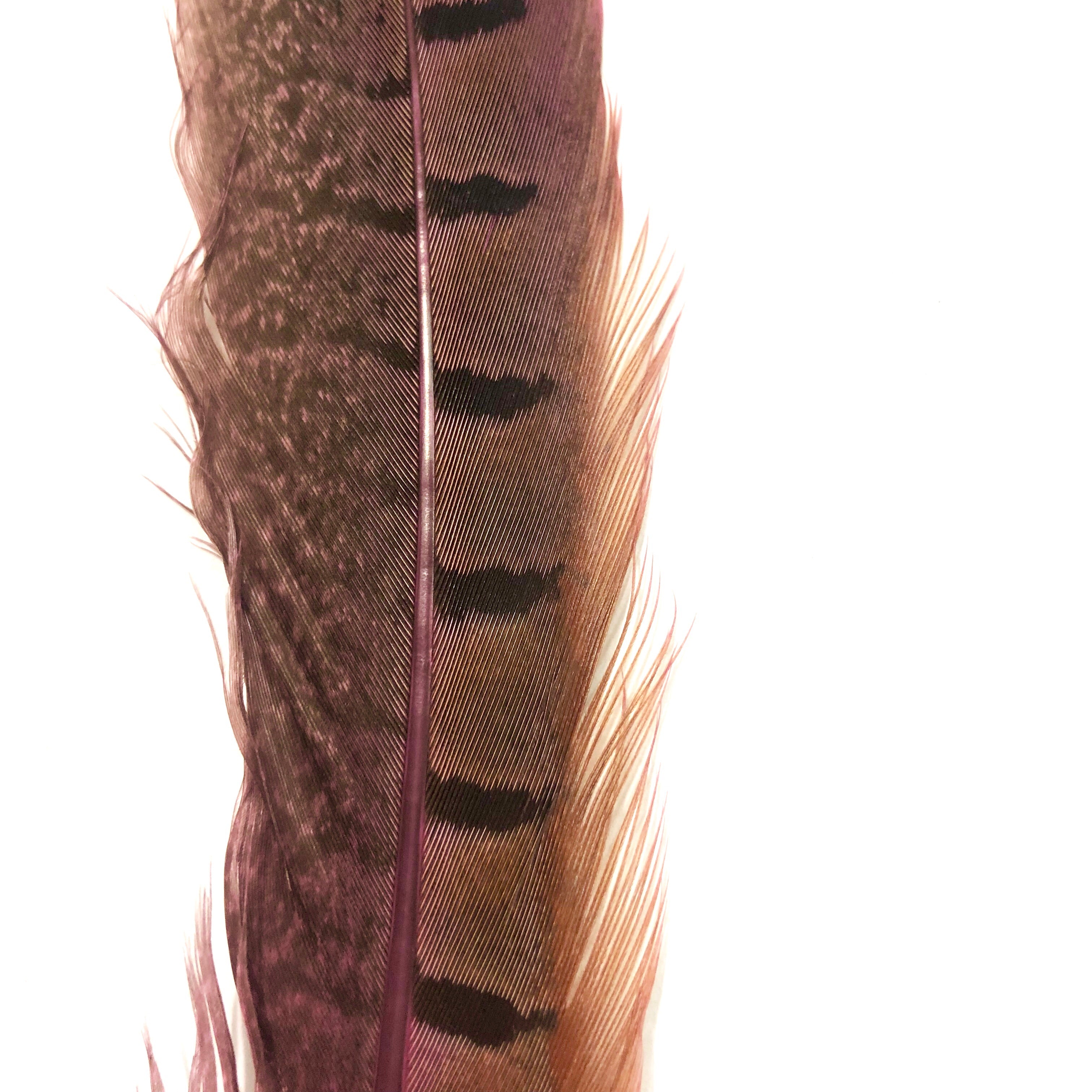 6" to 10" Ringneck Pheasant Tail Feather x 10 pcs - Hot Pink