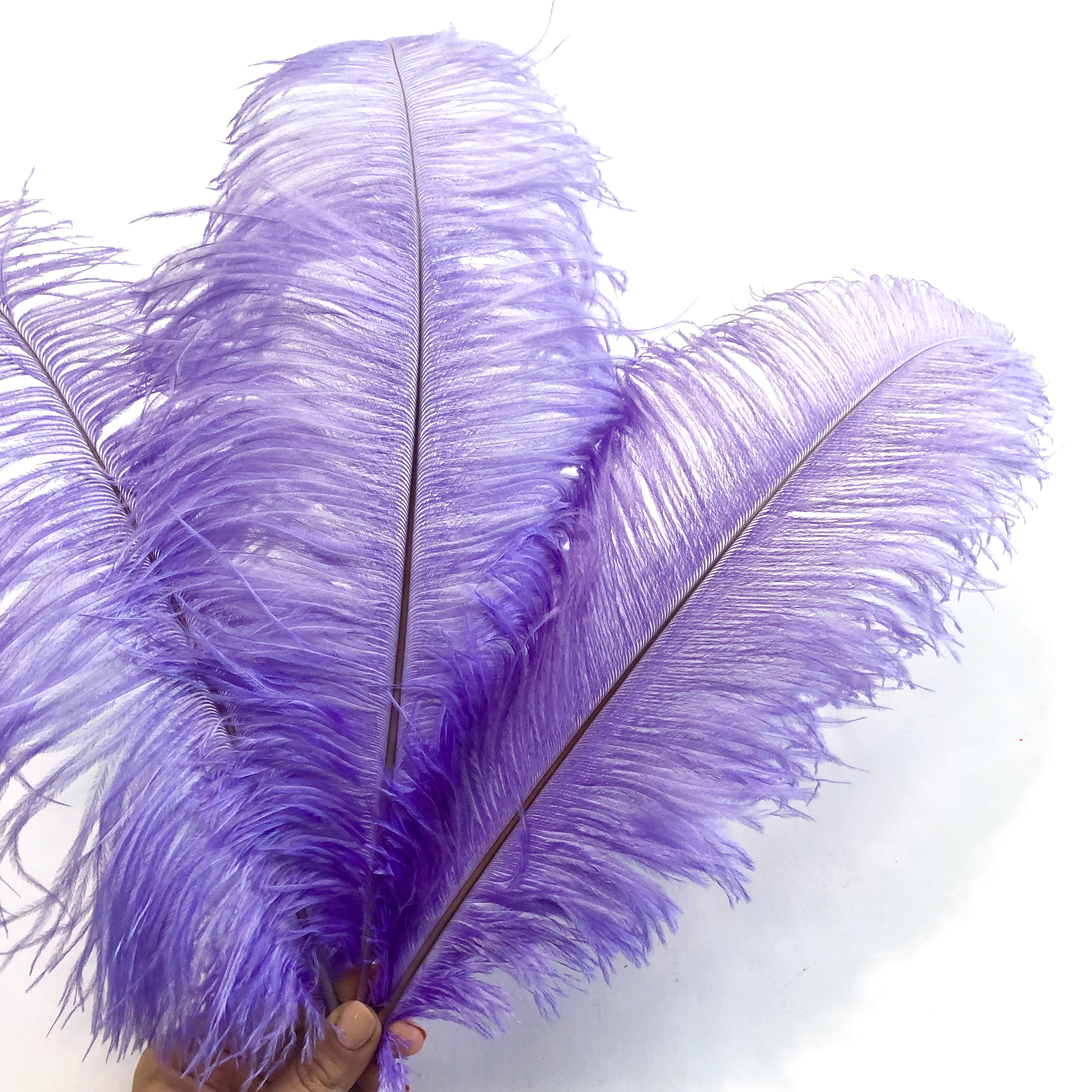 Ostrich Drab Feather 27-32cm - Lilac *Seconds* Pack of 5