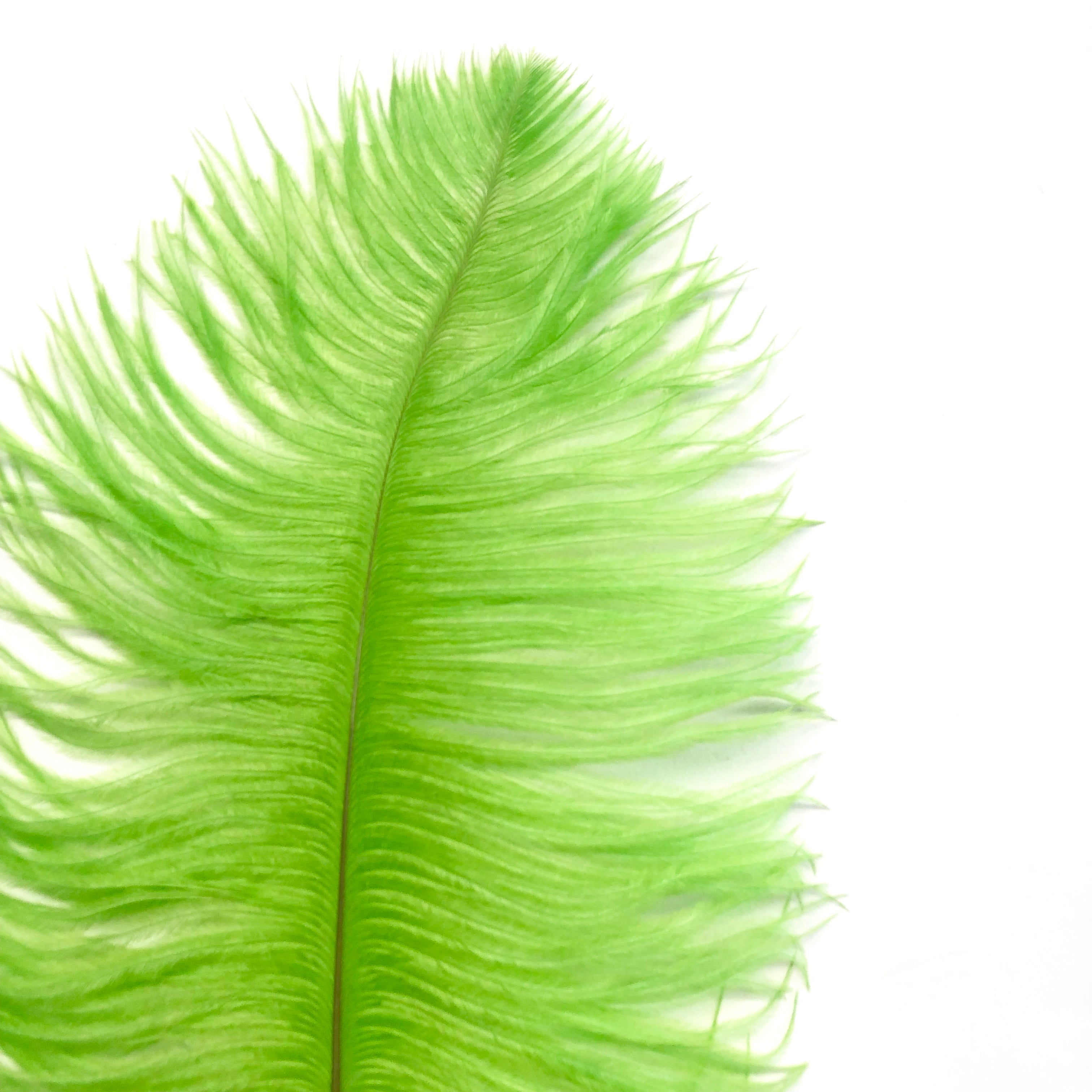 Ostrich Feather Drab 37-42cm x 5 pcs - Lime Green ((SECONDS))