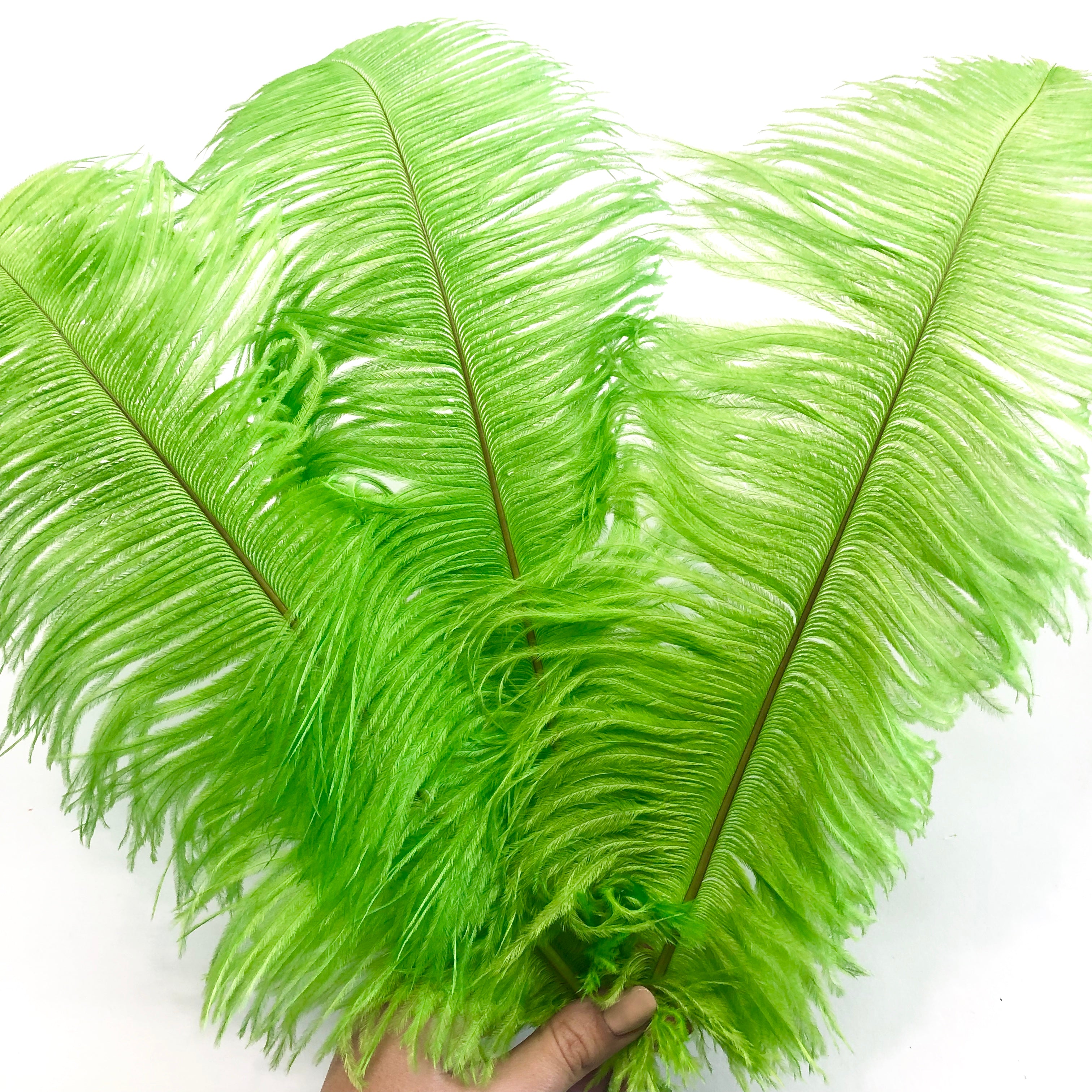 Ostrich Drab Feather 27-32cm - Lime Green *Seconds* Pack of 5