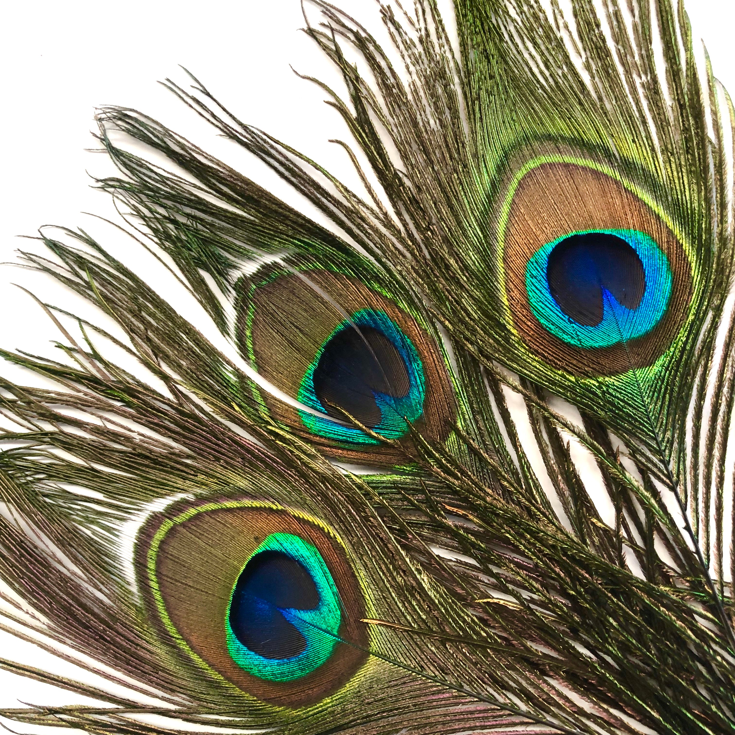 Natural Peacock Eye Tail Feather 60cm - 70cm x 10 pcs
