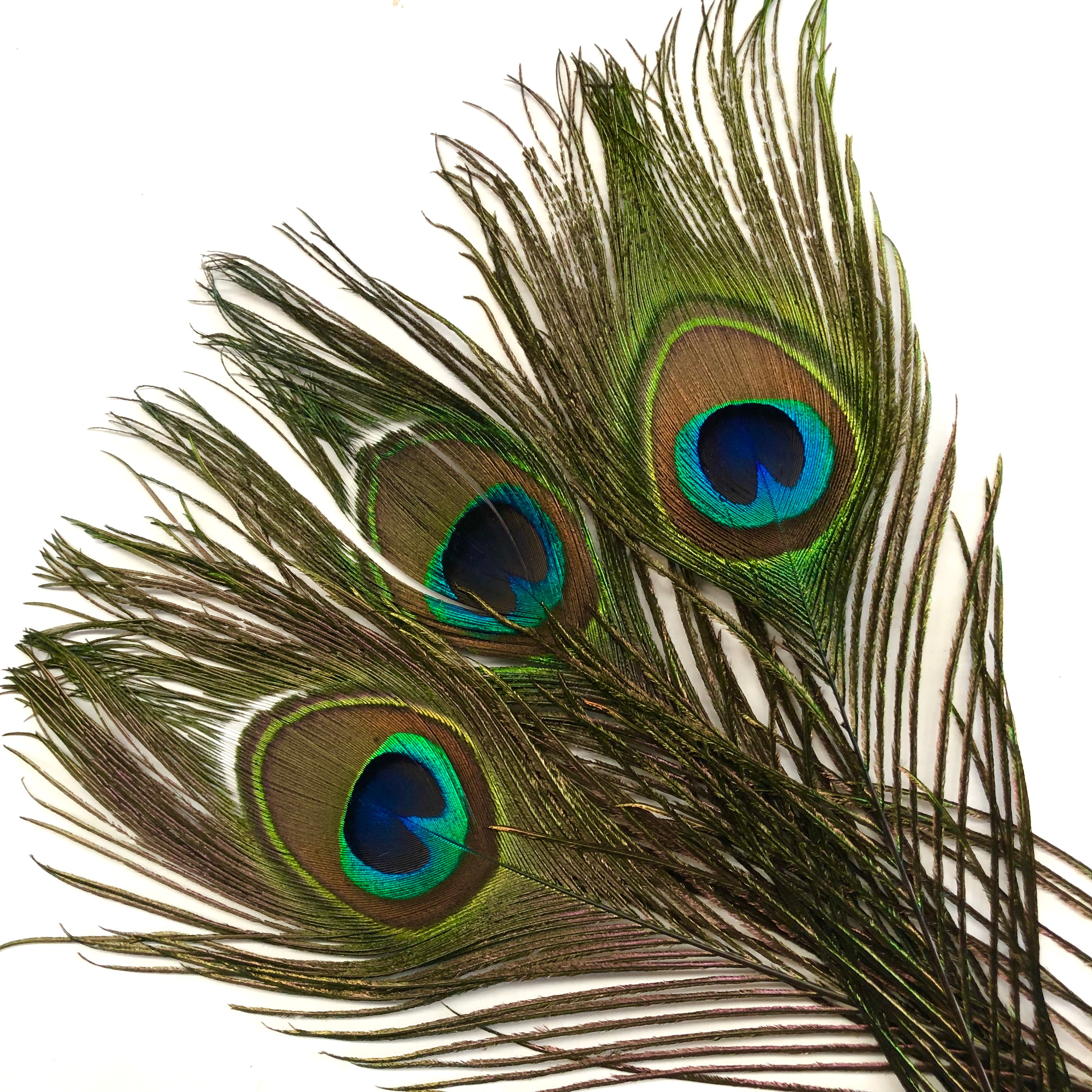 Natural Peacock Eye Tail Feather SHORT 25cm - 30cm