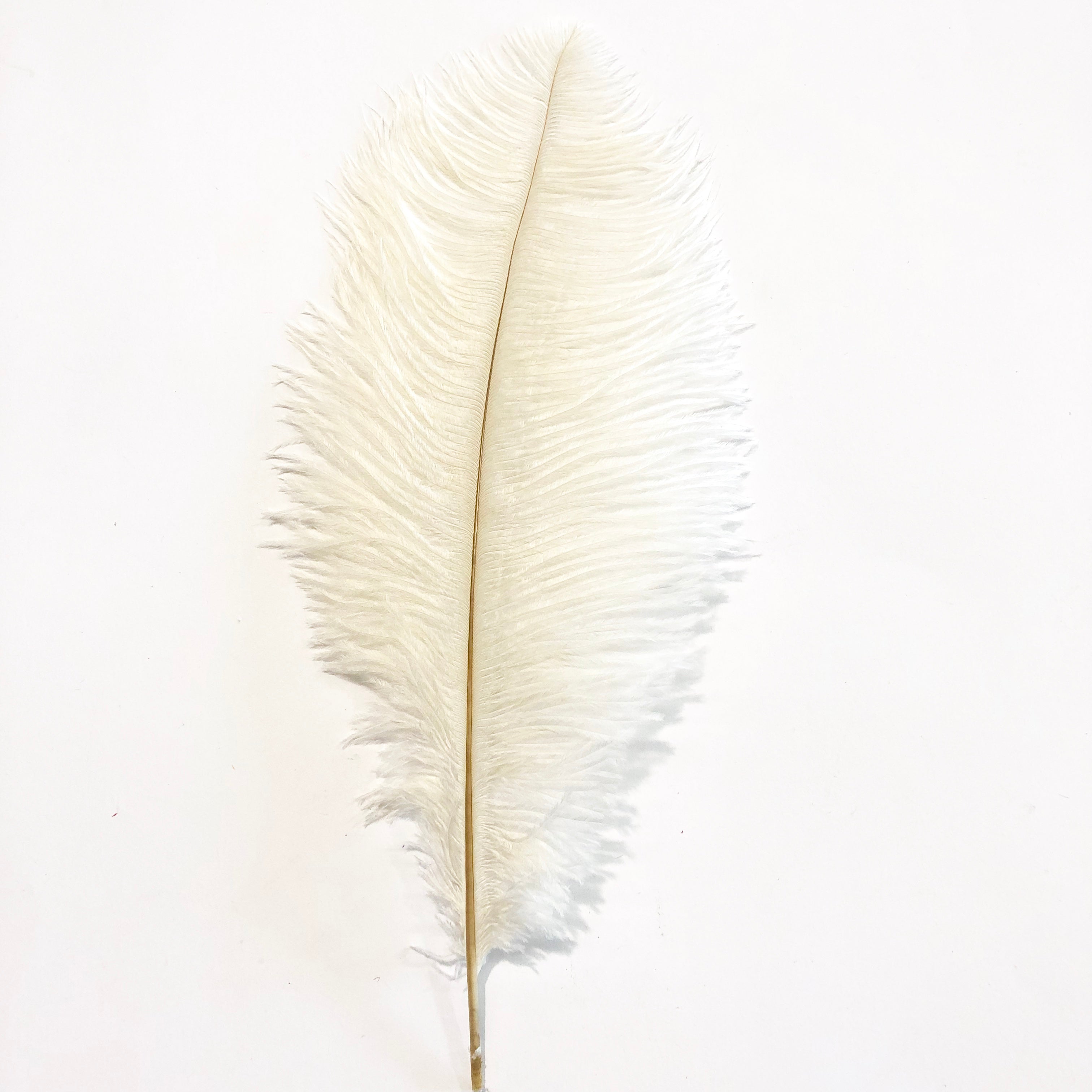 Ostrich Drab Feather 27-32cm - Off White *Seconds* Pack of 5