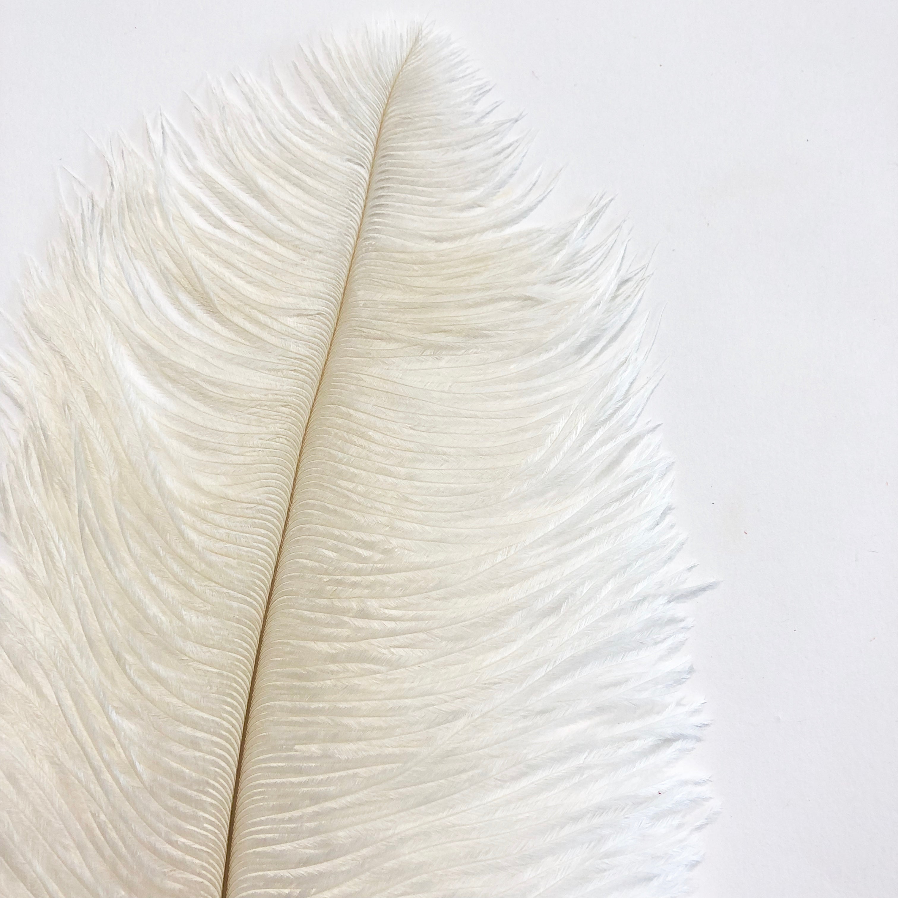 Ostrich Drab Feather 27-32cm - Off White *Seconds* Pack of 5