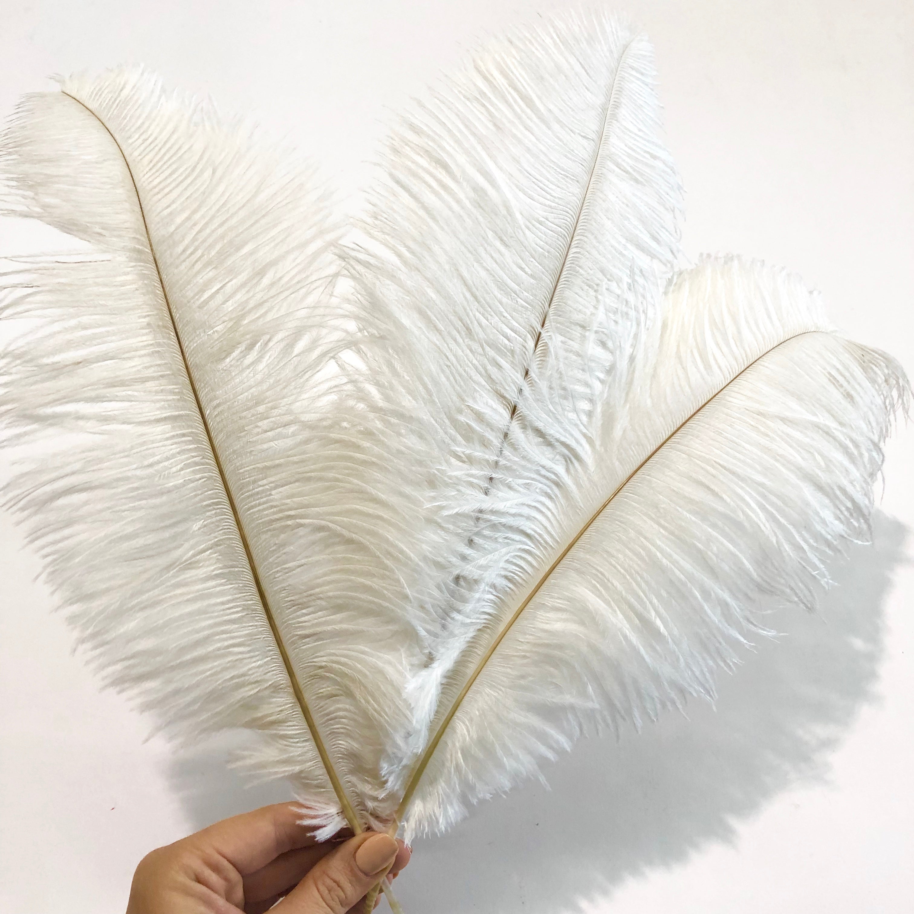 Ostrich Feather Drab 37-42cm - Off White