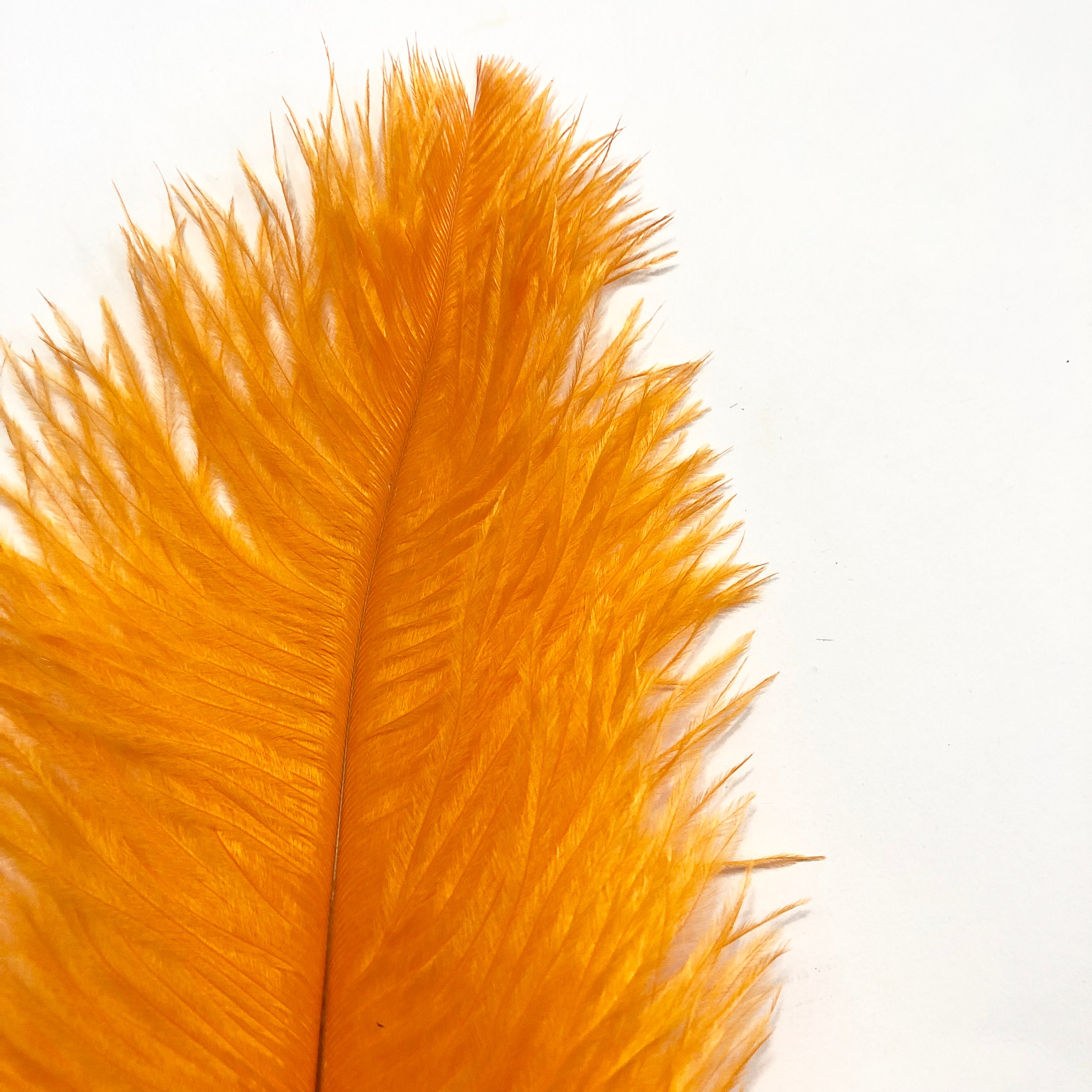 Ostrich Drab Feather 27-32cm - Orange *Seconds* Pack of 5