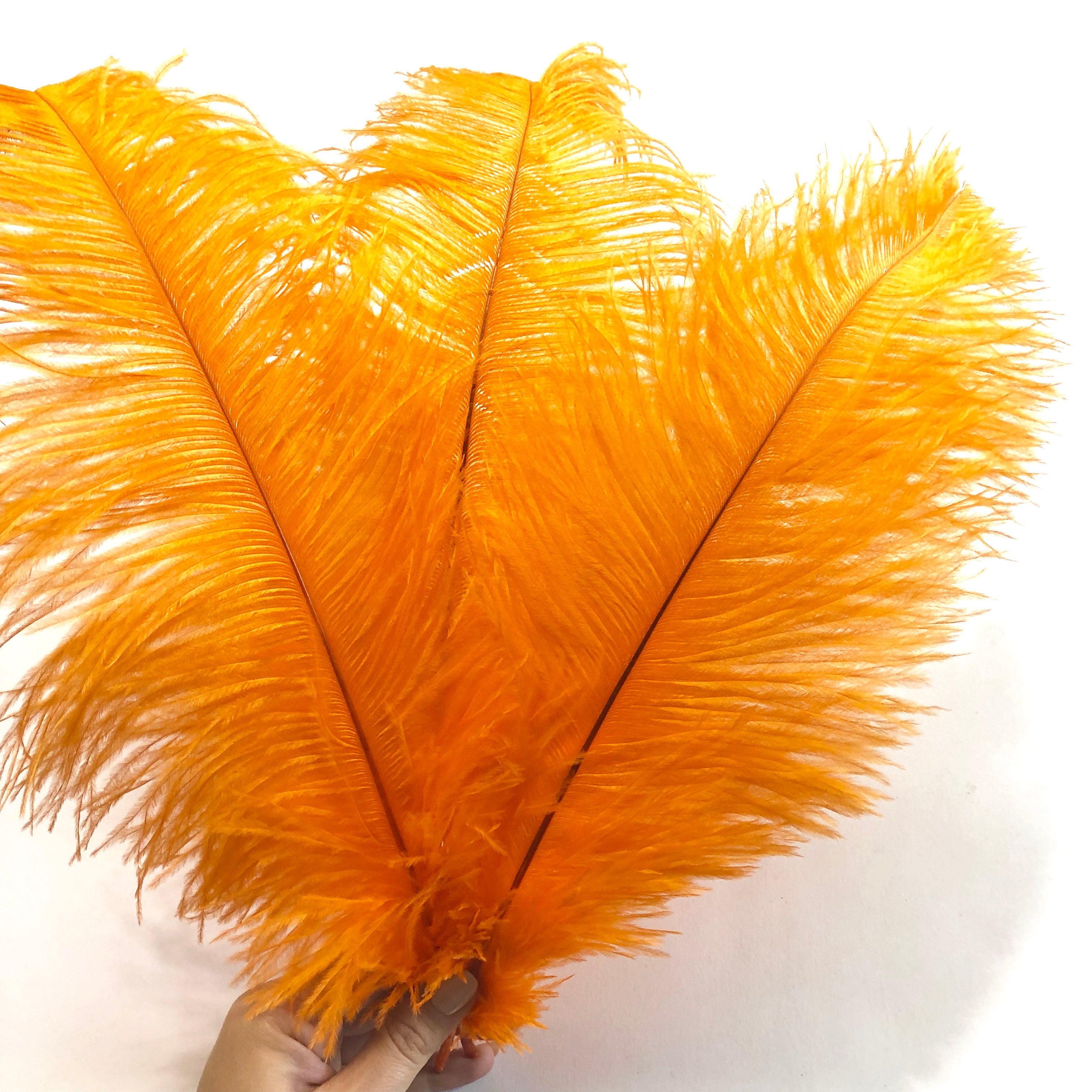Ostrich Drab Feather 27-32cm - Orange *Seconds* Pack of 5