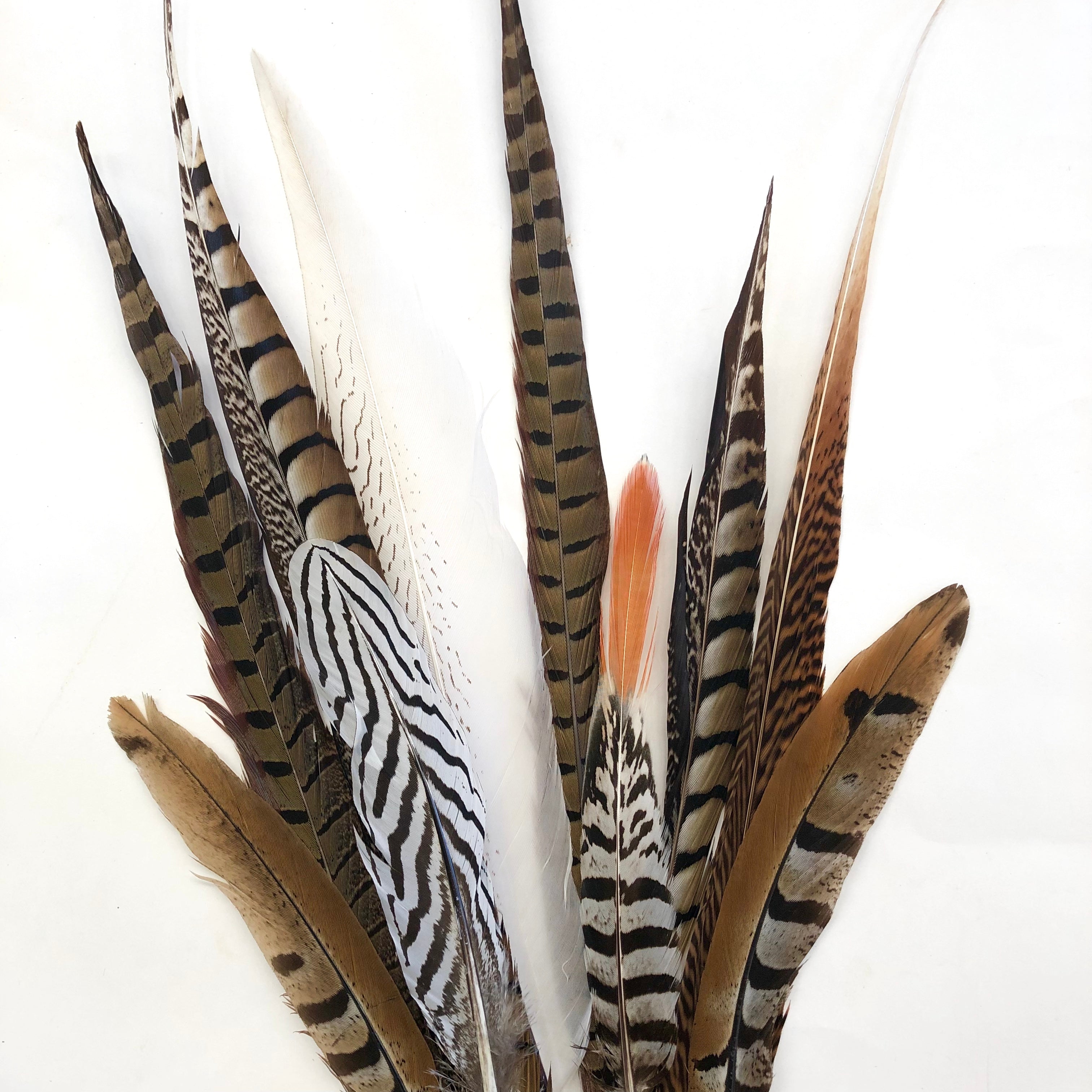 PHEASANT Natural Feathers 15-50cm Mixed Pack x 10