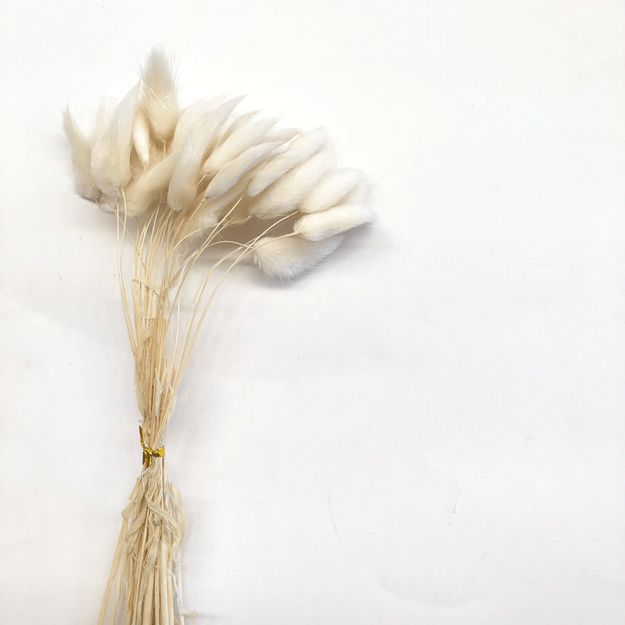 Natural Dried Rabbit Tail Grass Flower Stem Bunch - White ((BULK PACK ...