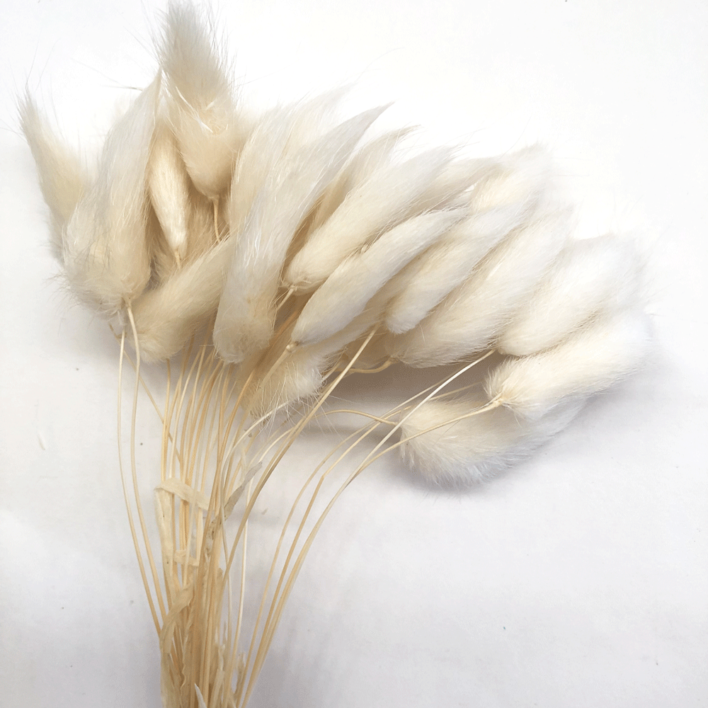 Natural Dried Rabbit Tail Grass Flower Stem Bunch - White ((BULK PACK ...