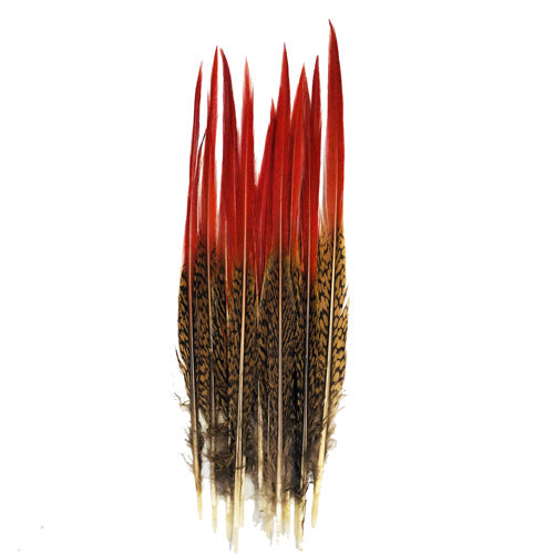 6" to 8" Natural Red Tipped Golden Pheasant Feather ((SECONDS))