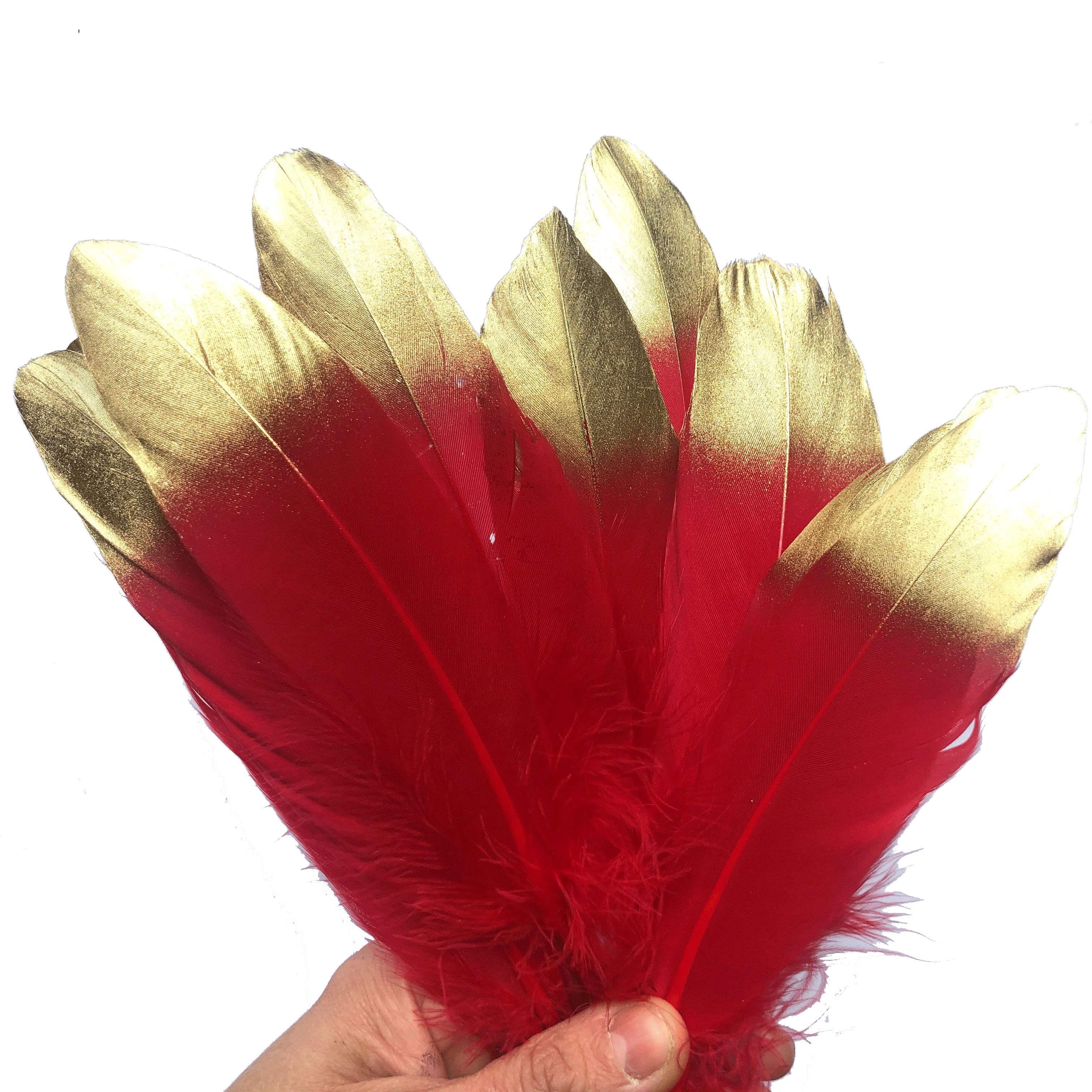 Goose Pointer Feather Gold Tipped x 10 pcs - Red - Style 23