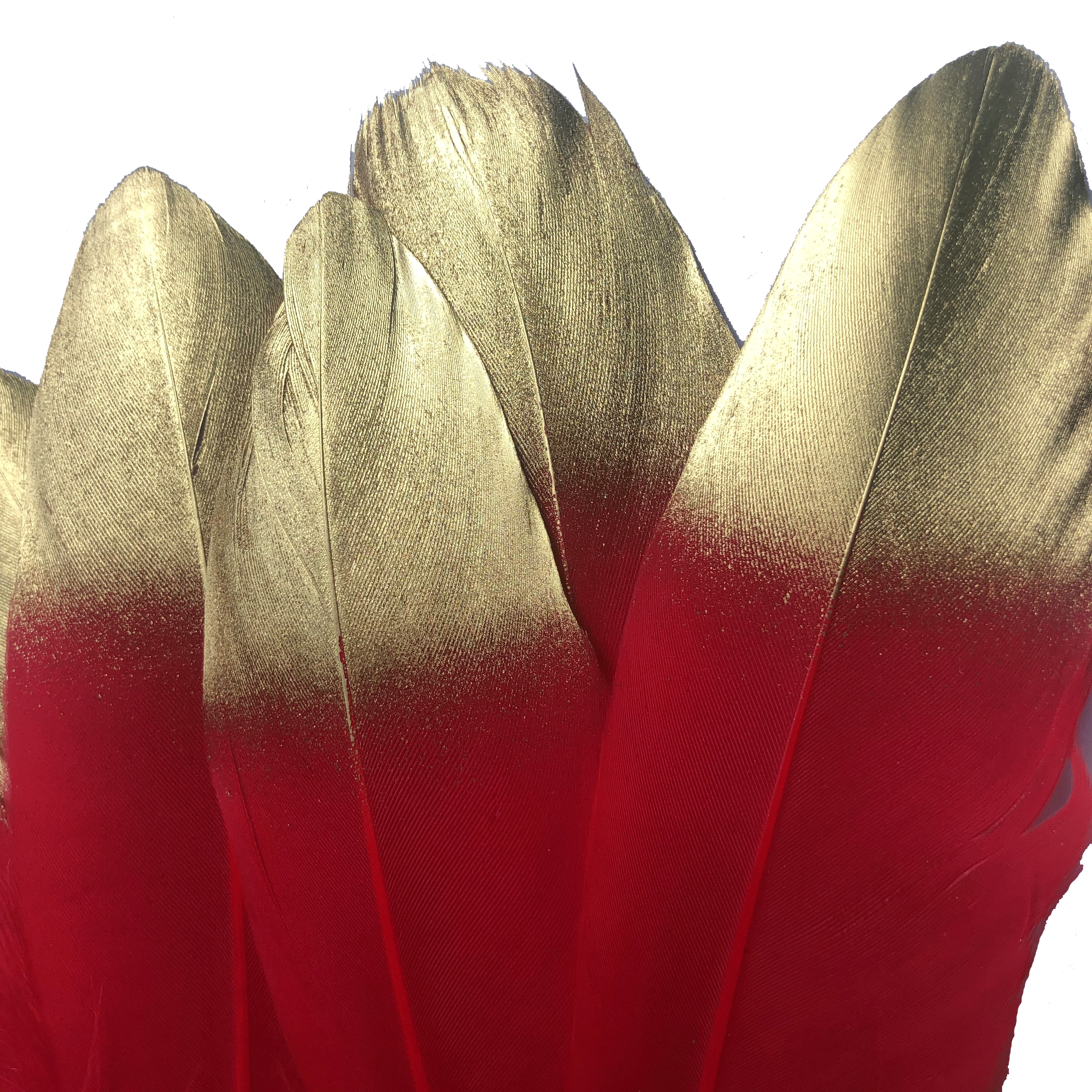 Goose Pointer Feather Gold Tipped x 10 pcs - Red - Style 23