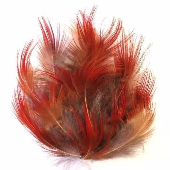 Natural Red Rump Golden Pheasant Plumage x 10pcs