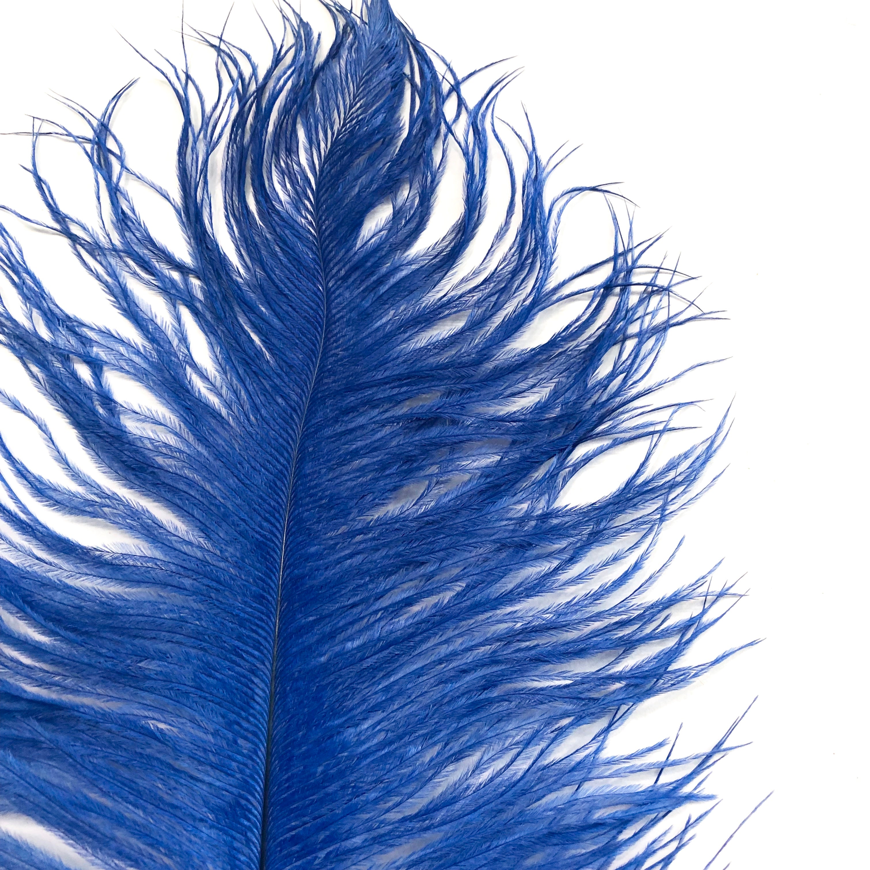 Ostrich Drab Feather 27-32cm - Royal Blue