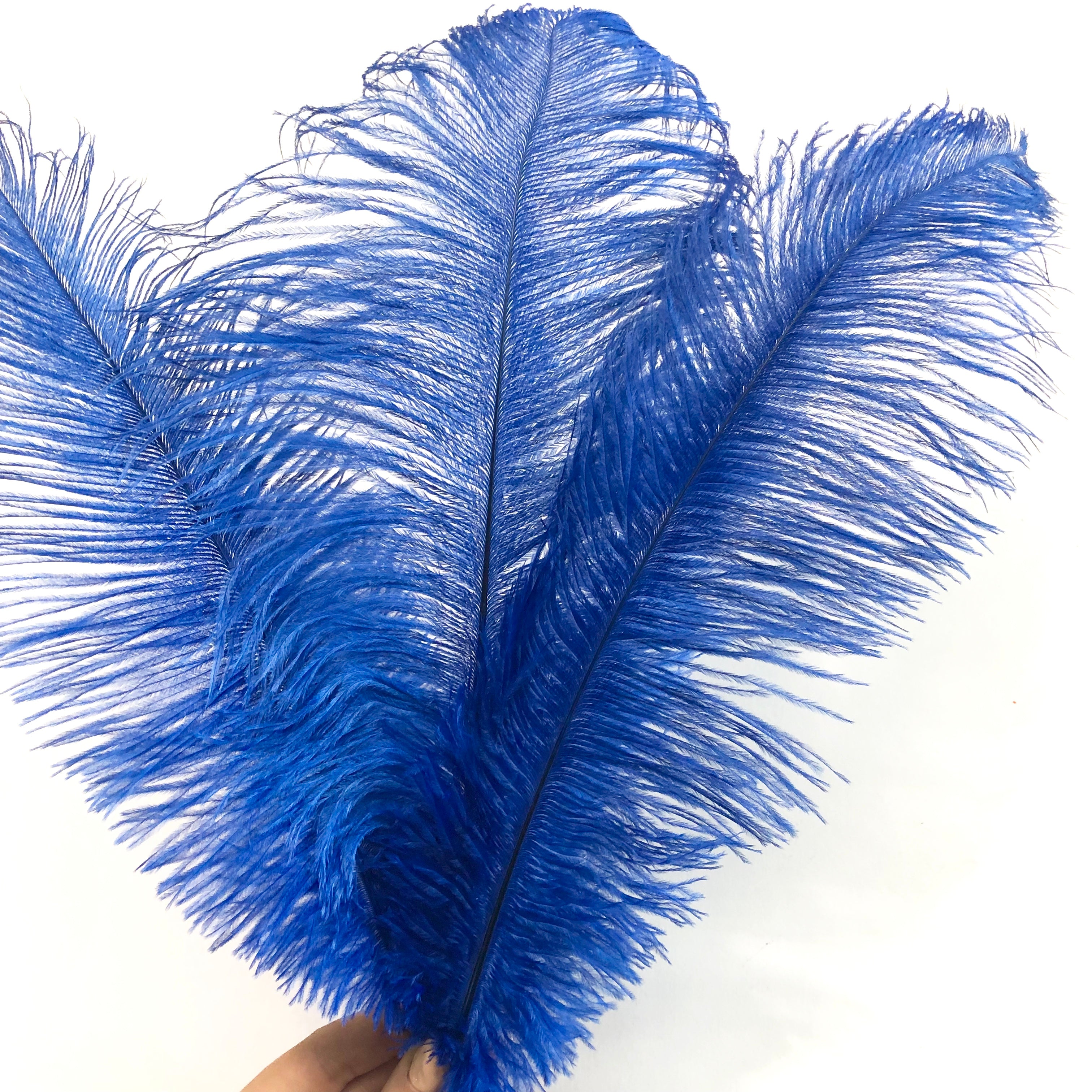 Ostrich Feather Drab 37-42cm x 5 pcs - Royal Blue ((SECONDS))