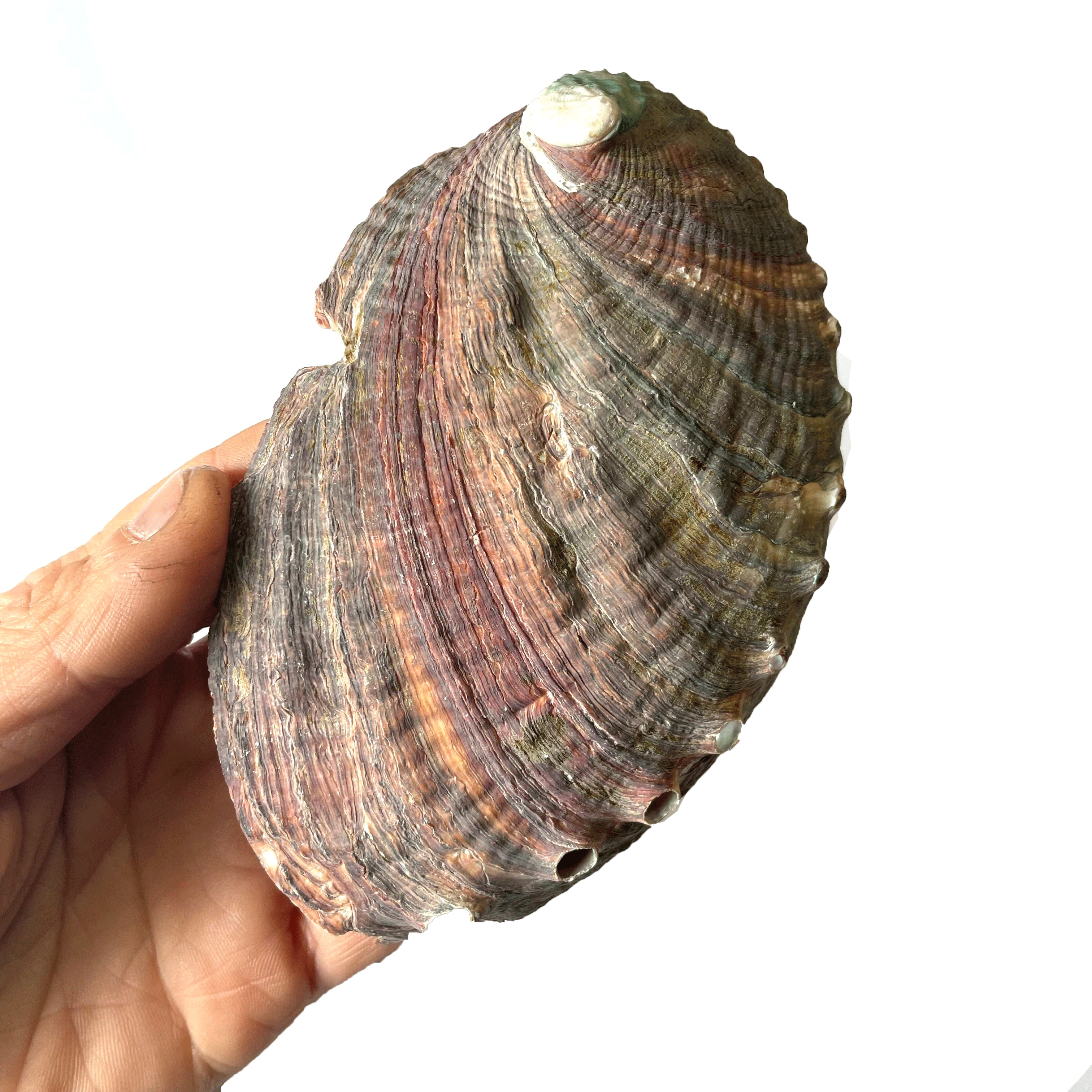 Natural Brown Abalone Shell Smudging Dish