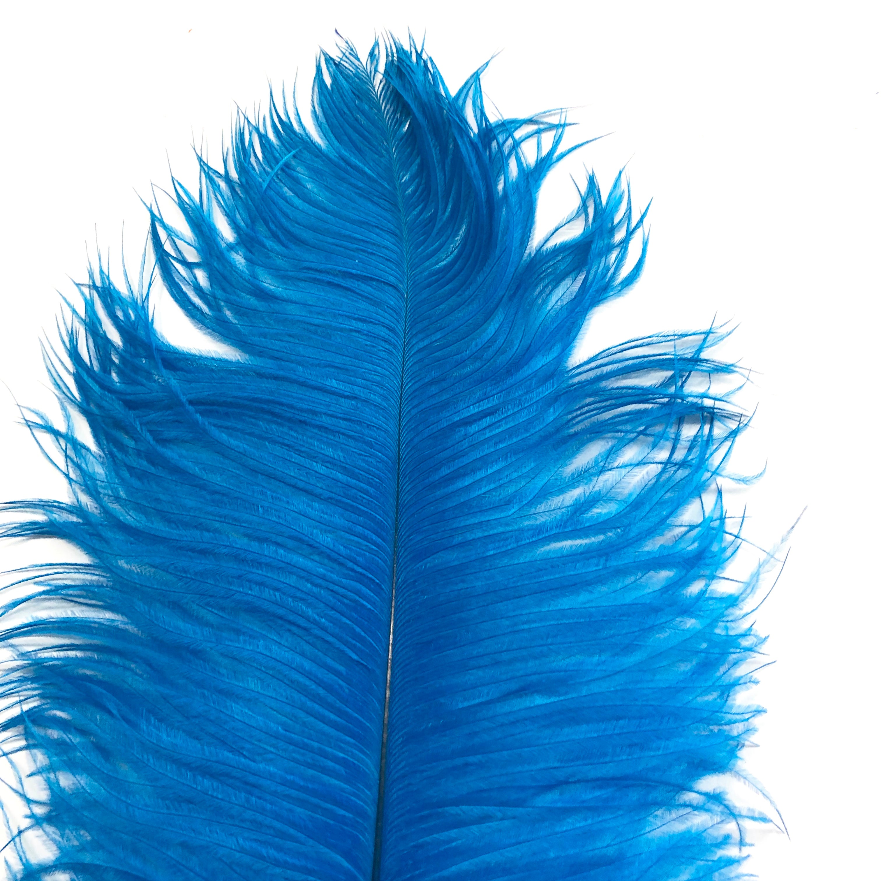 Ostrich Drab Feather 27-32cm - Turquoise