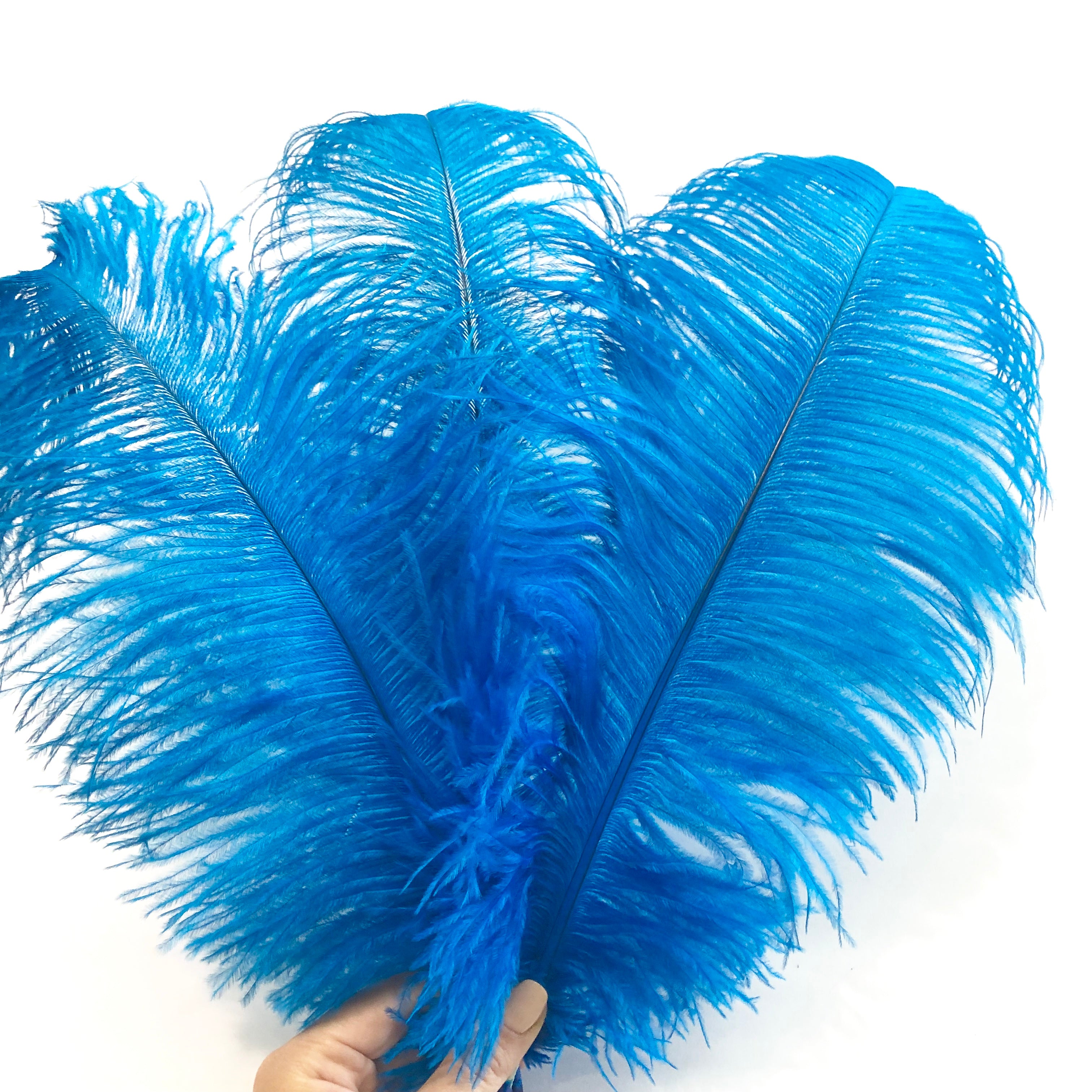 Ostrich Feather Drab 37-42cm x 5 pcs - Turquoise ((SECONDS))