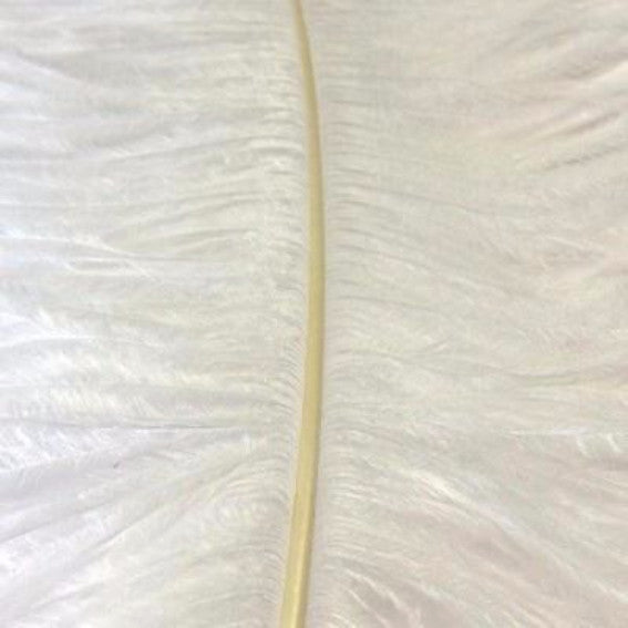 Ostrich Wing Feather Plumes 50-55cm (20-22") - White ((SECONDS))