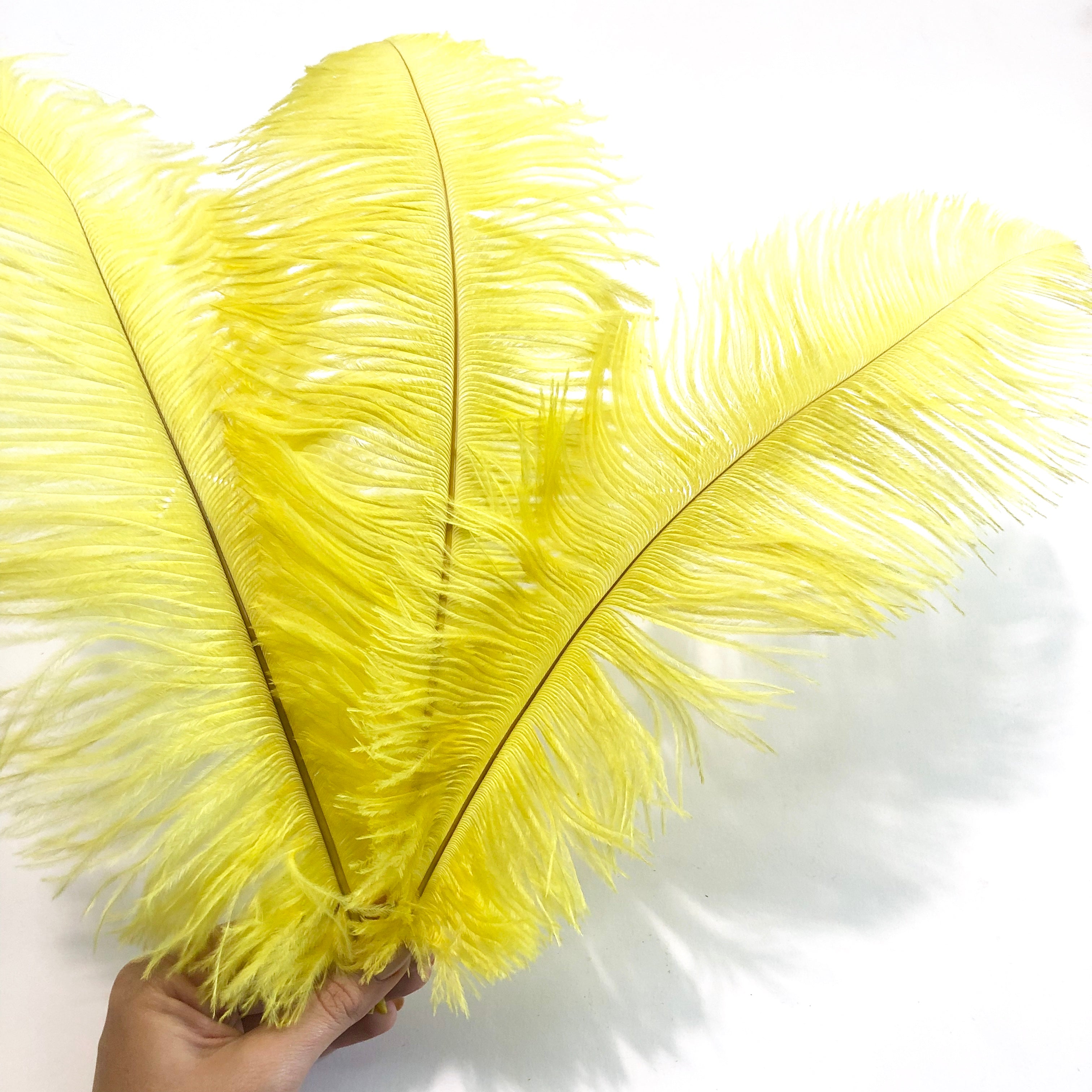 Ostrich Drab Feather 27-32cm - Yellow *Seconds* Pack of 5